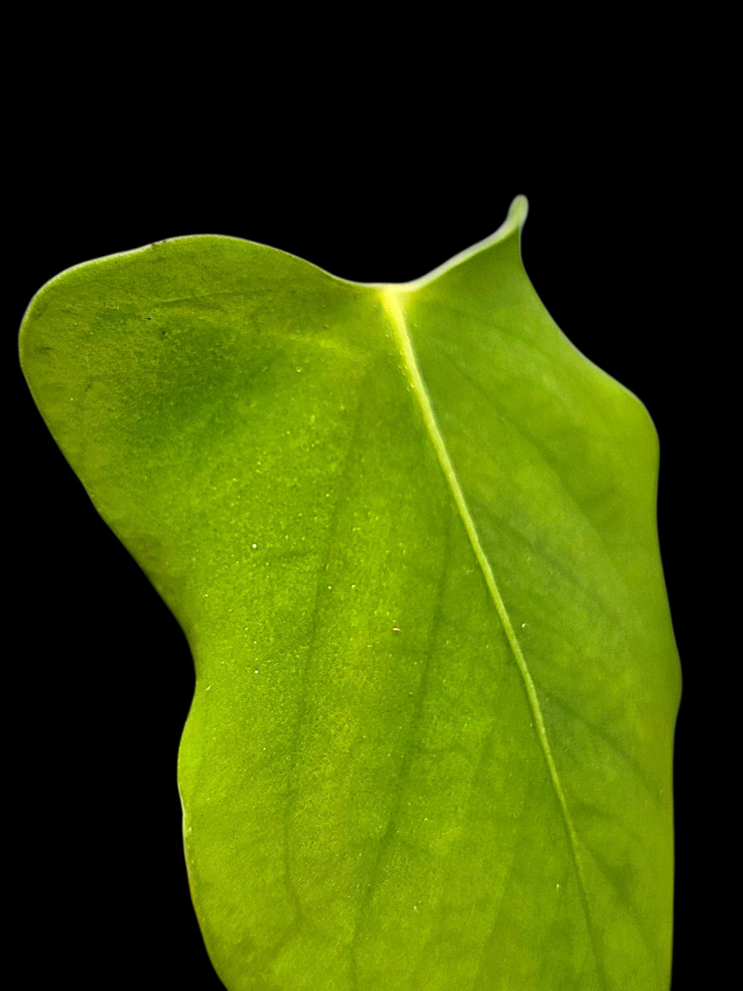 Anthurium sp. 'Aguaytiense' Velvety (EXACT PLANT)