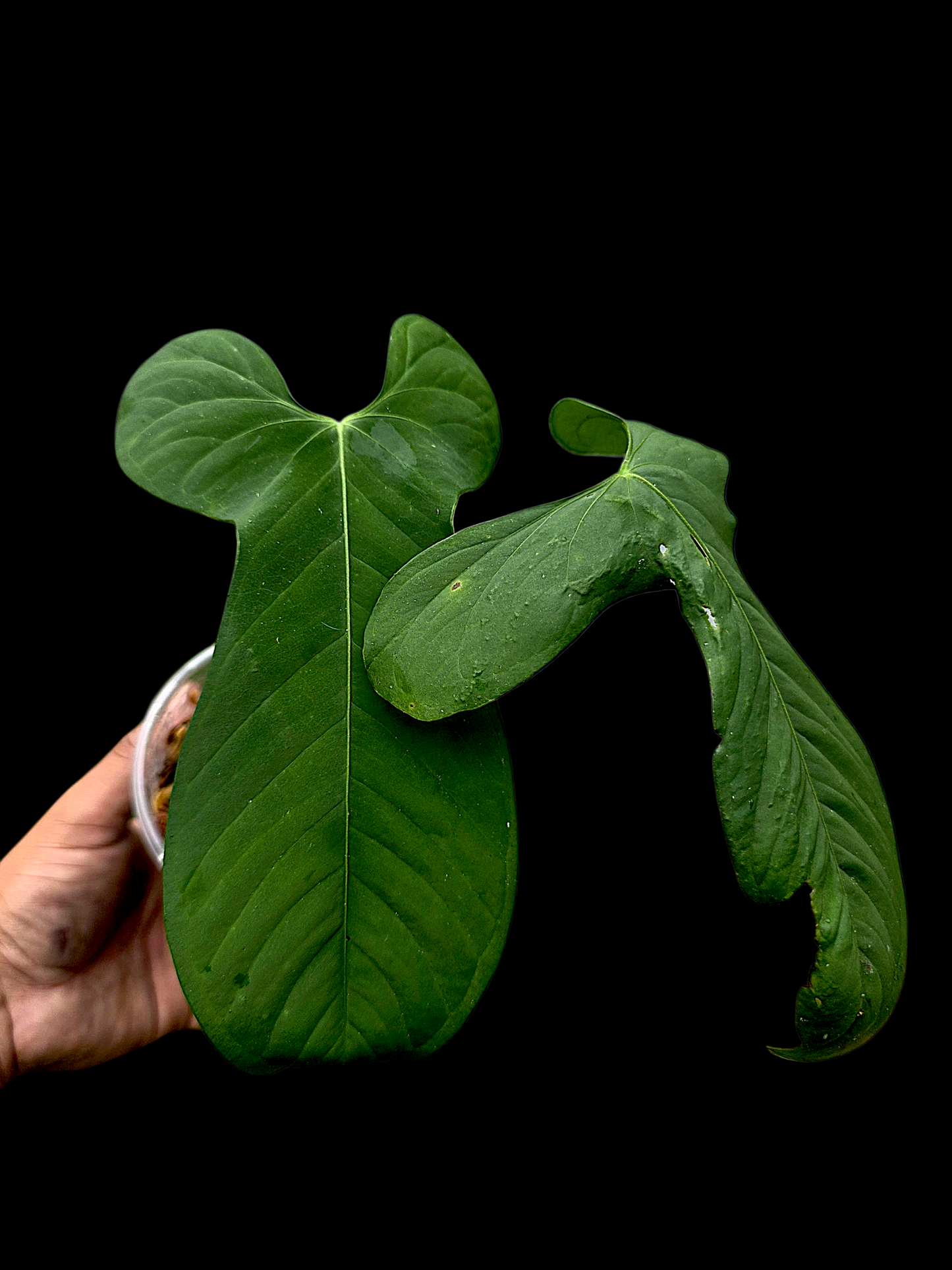 Anthurium sp. ‘Tingomarianense Velvet Lobed’ (EXACT PLANT)