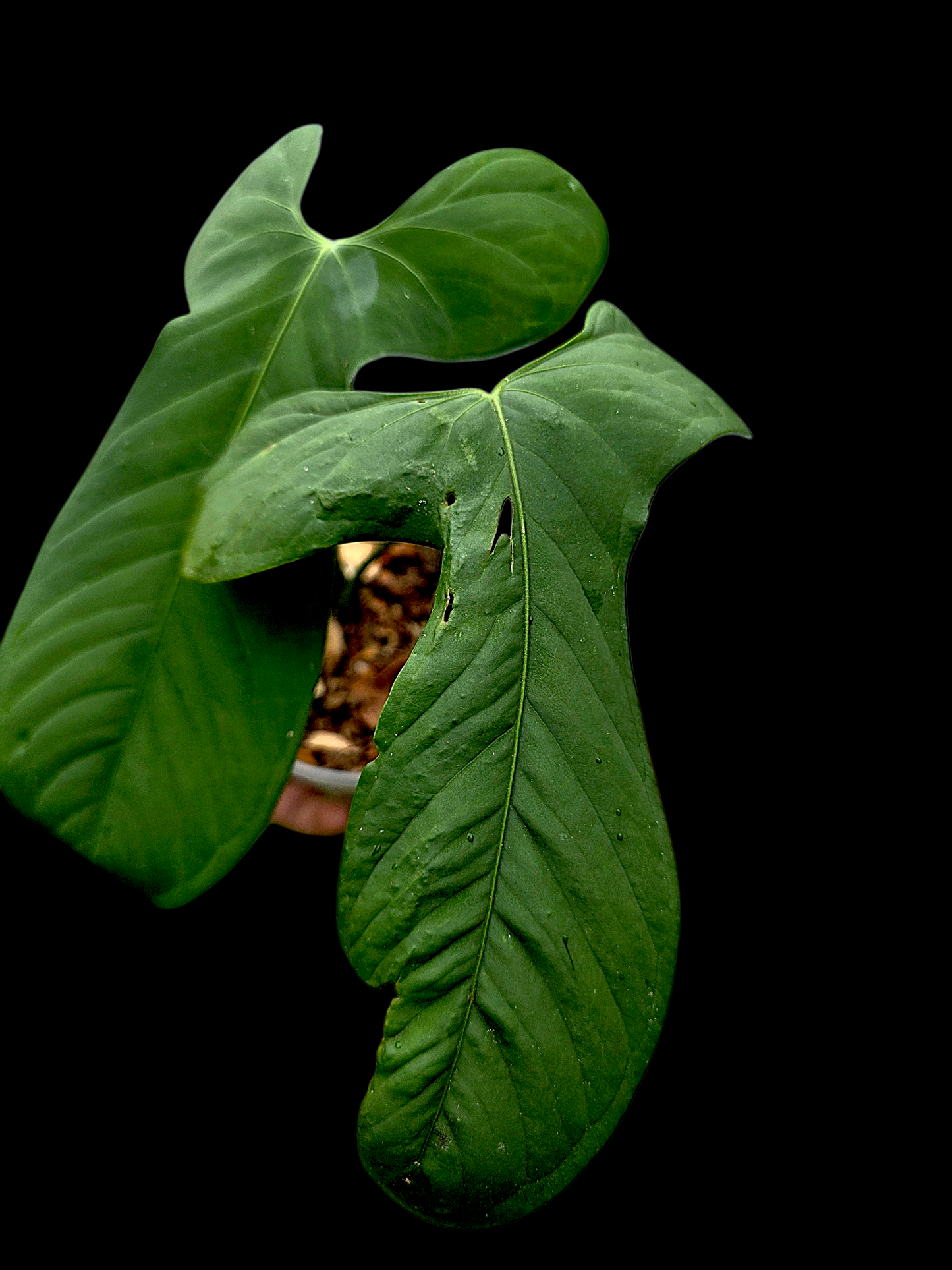Anthurium sp. ‘Tingomarianense Velvet Lobed’ (EXACT PLANT)
