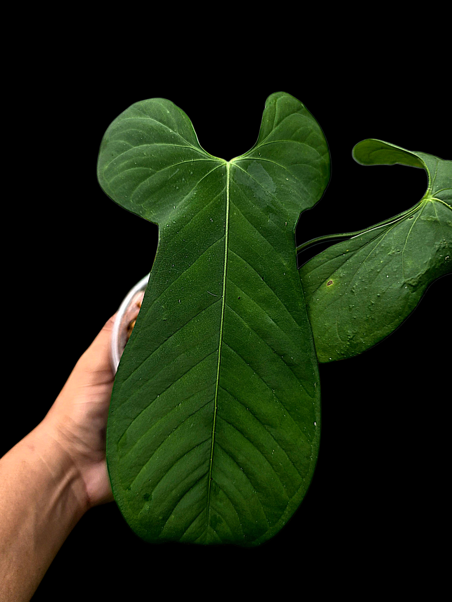 Anthurium sp. ‘Tingomarianense Velvet Lobed’ (EXACT PLANT)