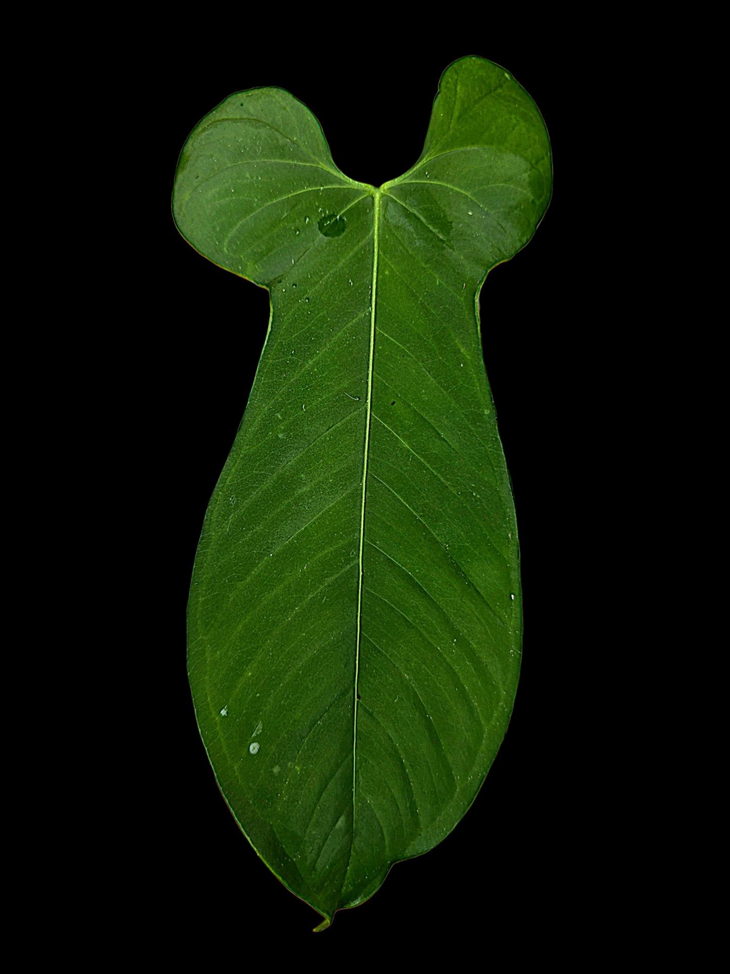 Anthurium sp. ‘Tingomarianense Velvet Lobed’ (EXACT PLANT)