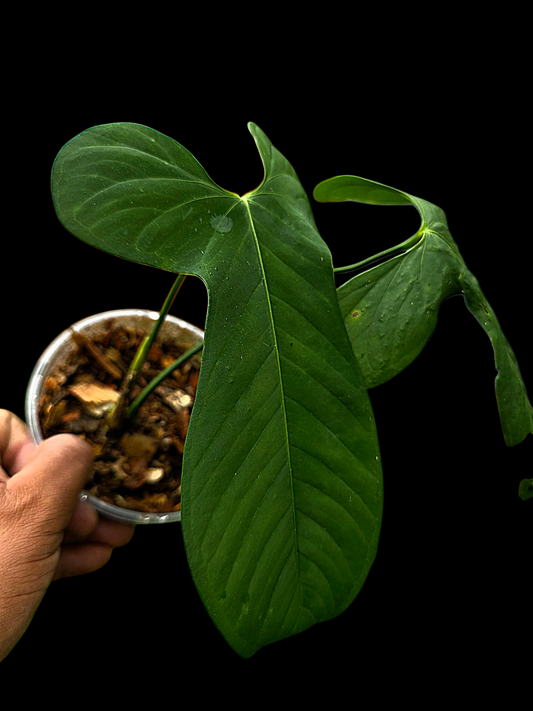 Anthurium sp. ‘Tingomarianense Velvet Lobed’ (EXACT PLANT)