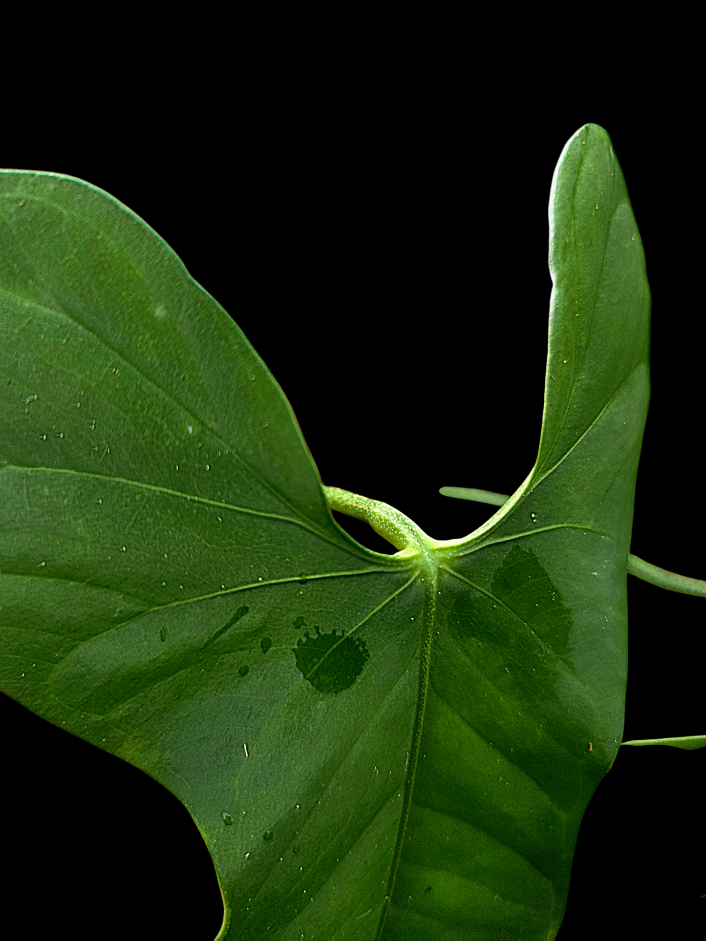 Anthurium sp. ‘Tingomarianense Velvet Lobed’ (EXACT PLANT)