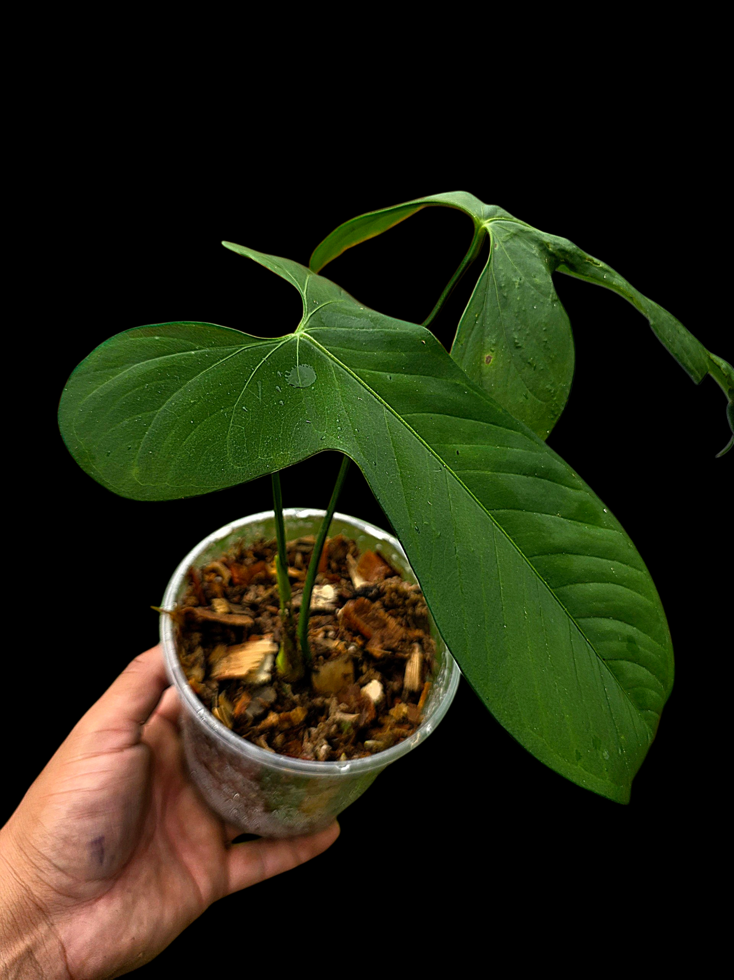Anthurium sp. ‘Tingomarianense Velvet Lobed’ (EXACT PLANT)