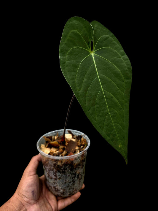 Anthurium sp. "Tarapoto Velvet" Wild Ecotype (EXACT PLANT)