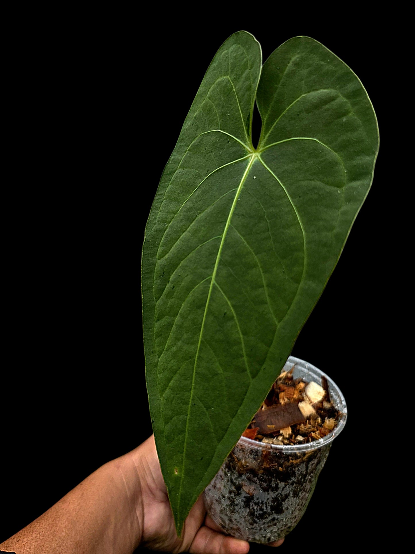 Anthurium sp. "Tarapoto Velvet" Wild Ecotype (EXACT PLANT)