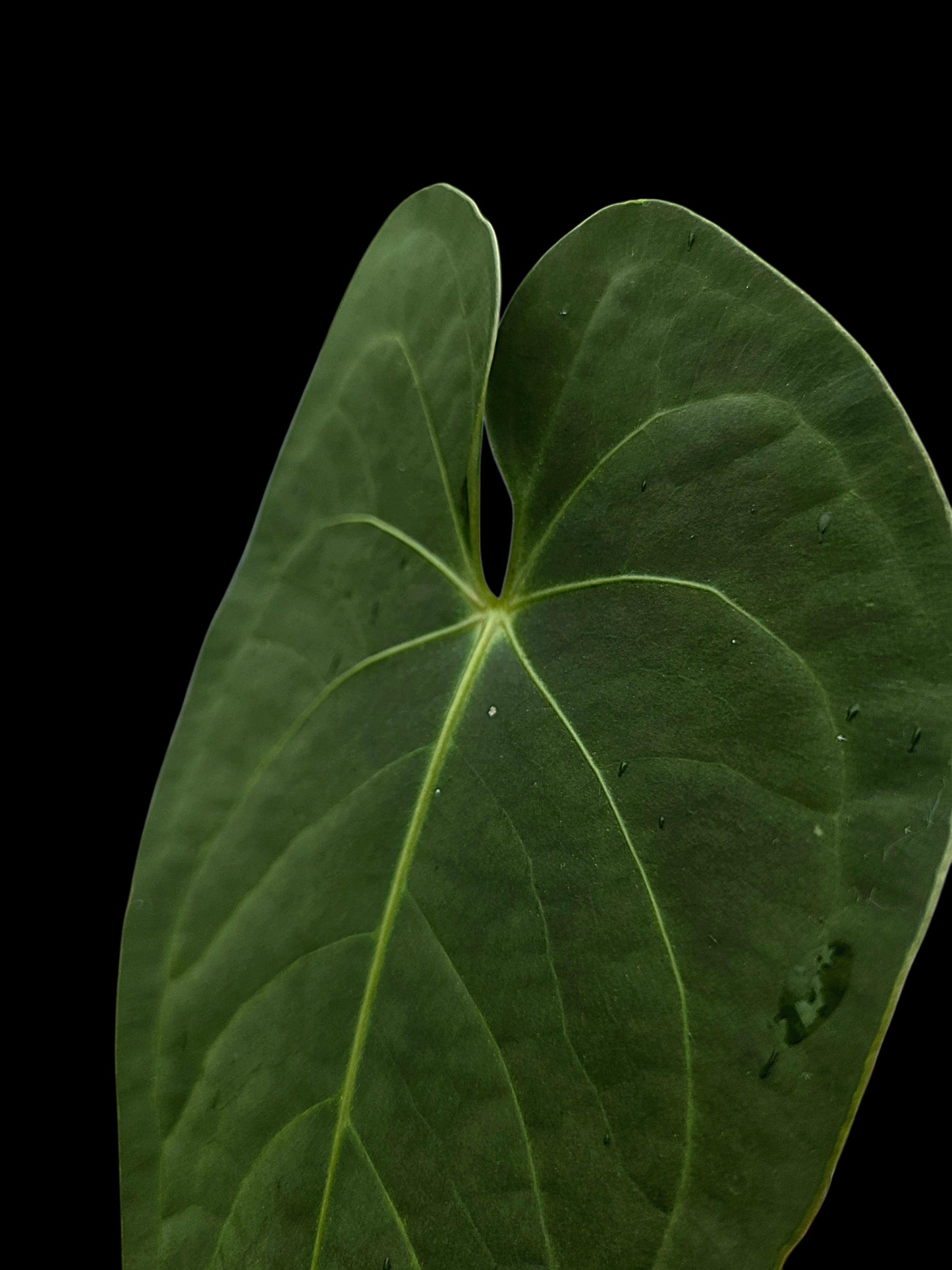 Anthurium sp. "Tarapoto Velvet" Wild Ecotype (EXACT PLANT)