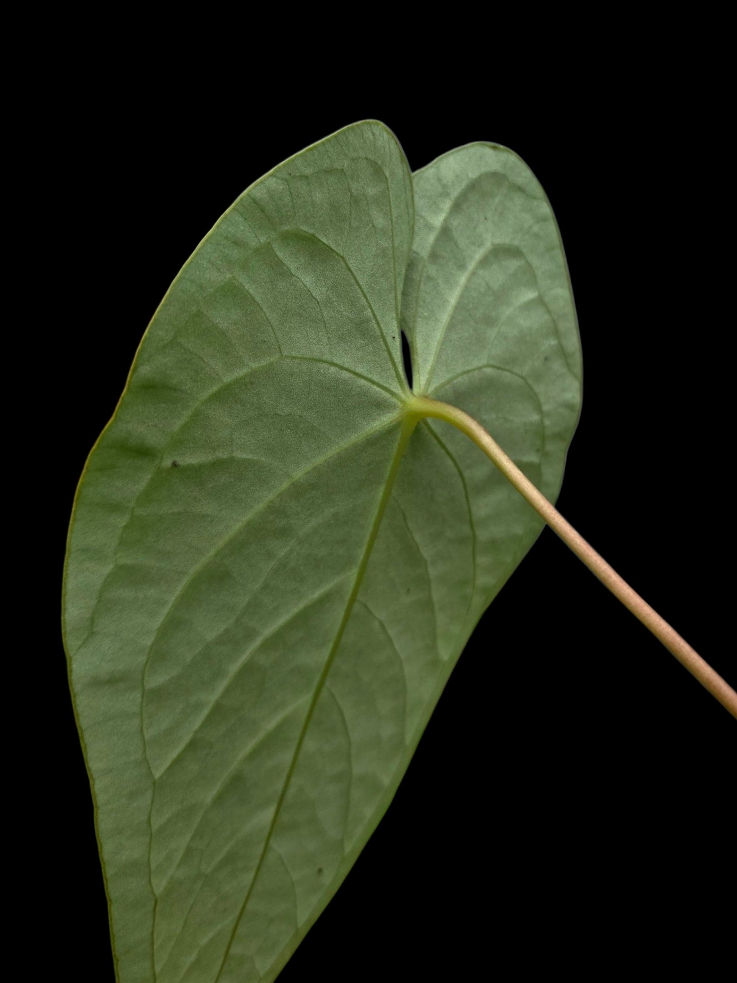 Anthurium sp. "Tarapoto Velvet" Wild Ecotype (EXACT PLANT)