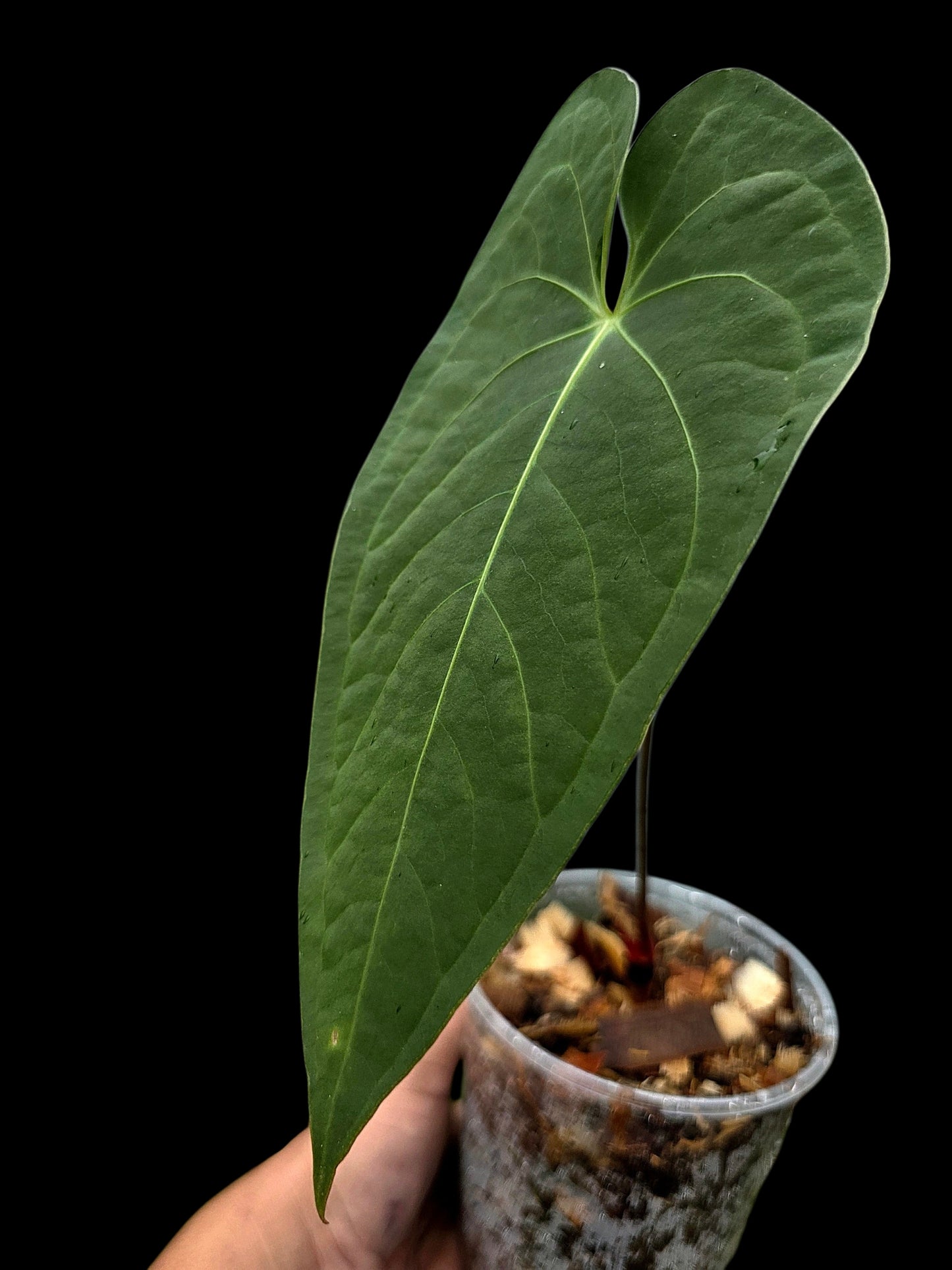 Anthurium sp. "Tarapoto Velvet" Wild Ecotype (EXACT PLANT)