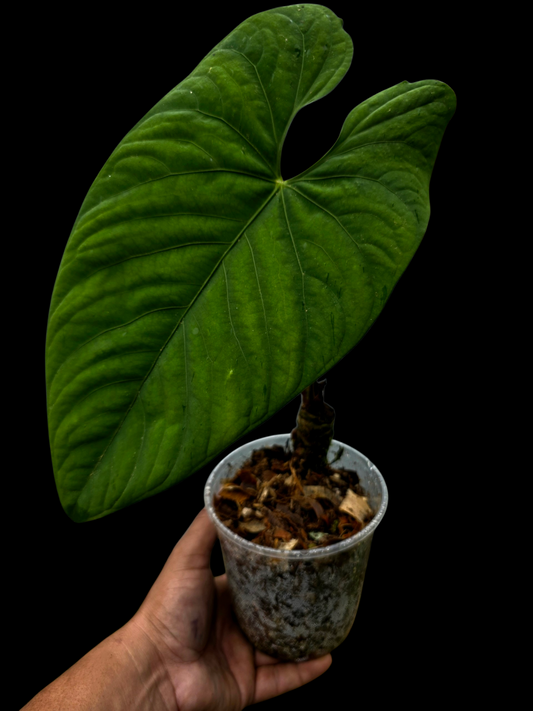 Anthurium sp. 'Huanuco Velvet' Super Bullate BIG Plant (EXACT PLANT)