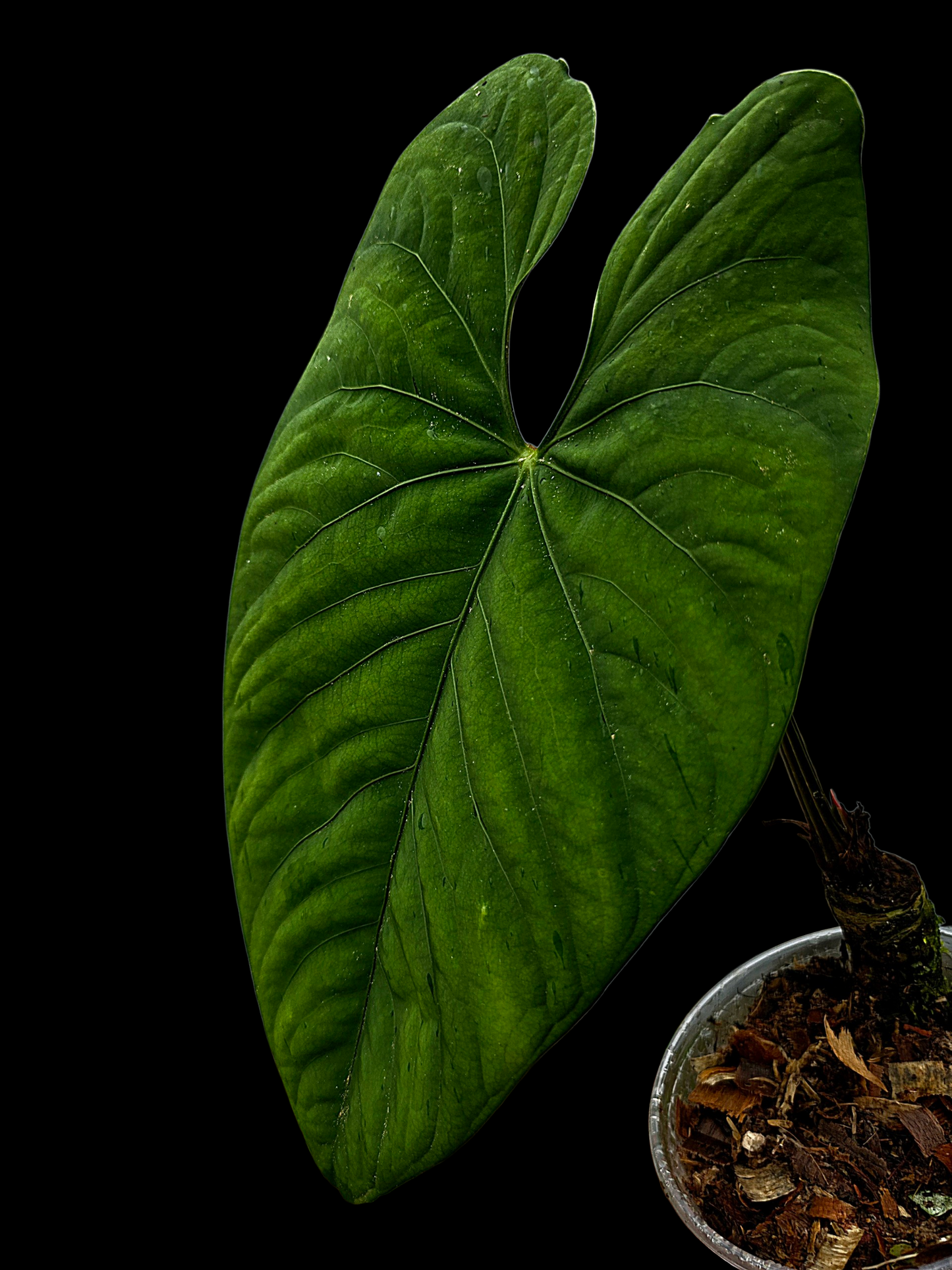 Anthurium sp. 'Huanuco Velvet' Super Bullate BIG Plant (EXACT PLANT)