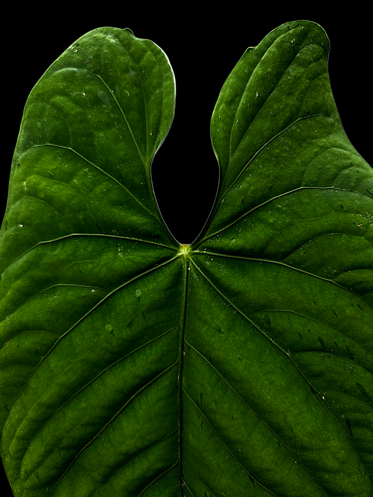 Anthurium sp. 'Huanuco Velvet' Super Bullate BIG Plant (EXACT PLANT)