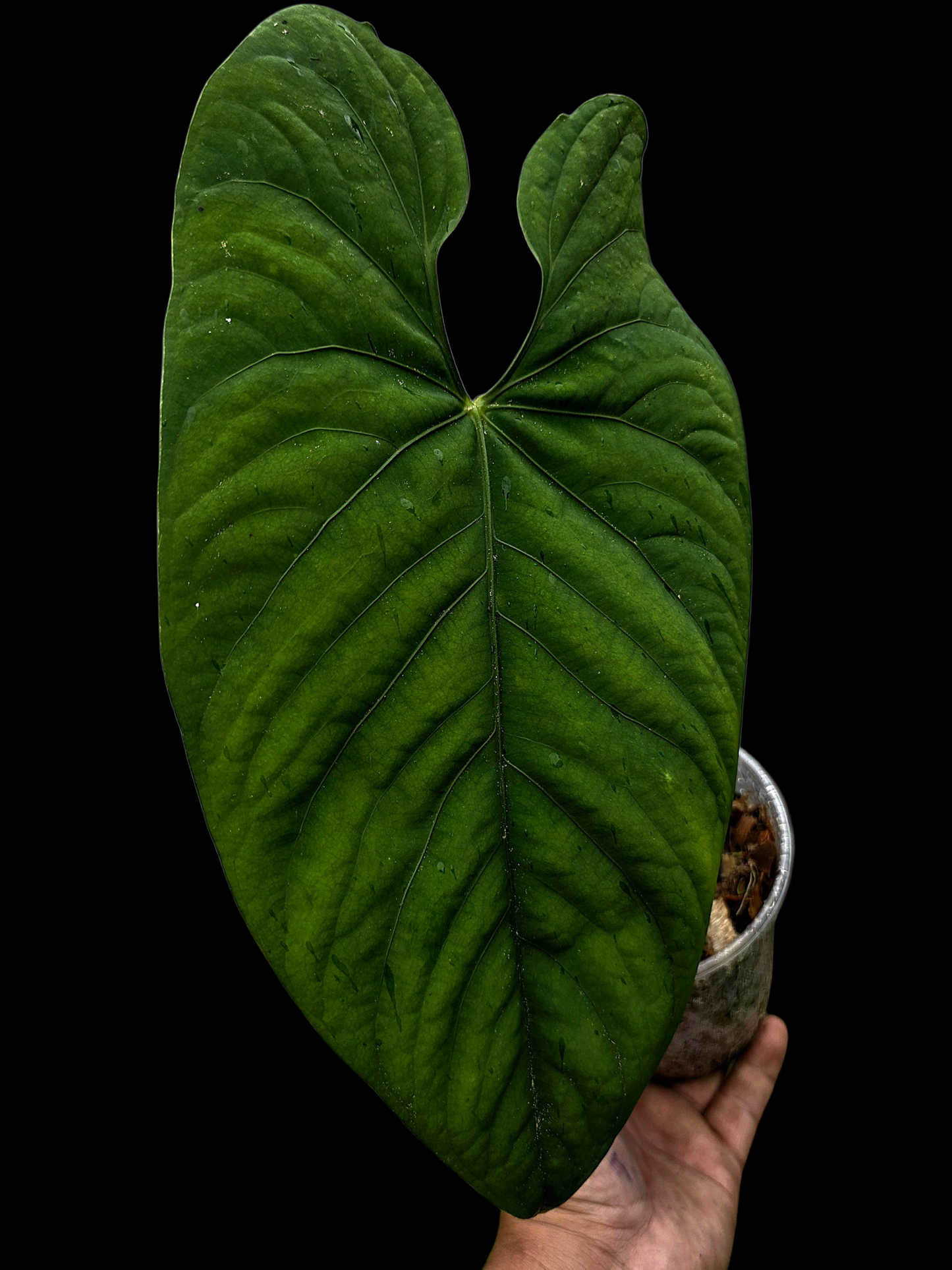 Anthurium sp. 'Huanuco Velvet' Super Bullate BIG Plant (EXACT PLANT)