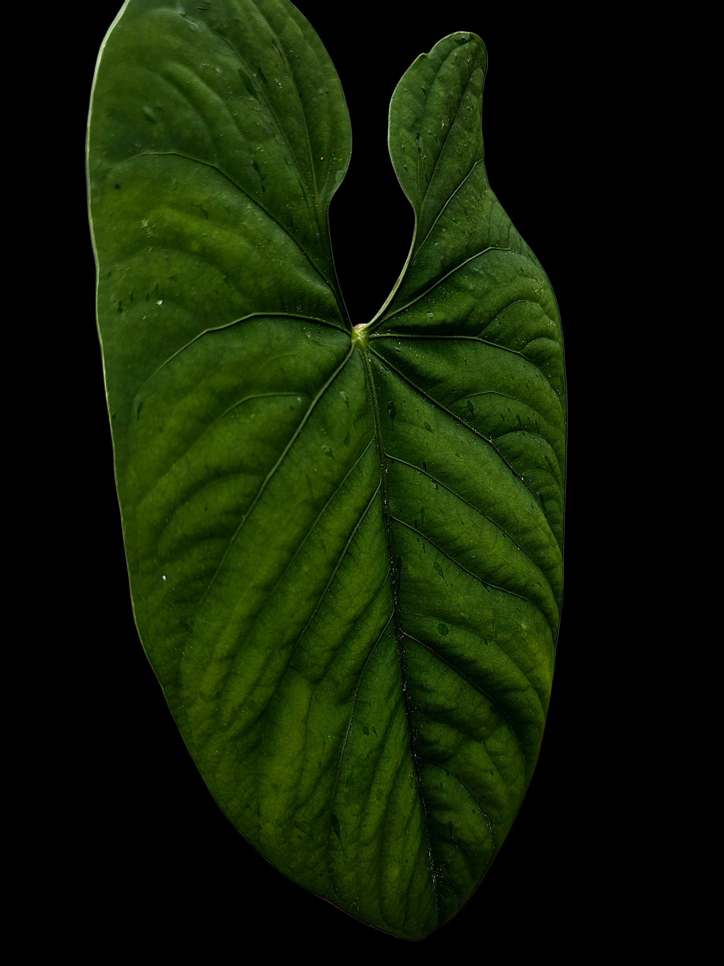 Anthurium sp. 'Huanuco Velvet' Super Bullate BIG Plant (EXACT PLANT)