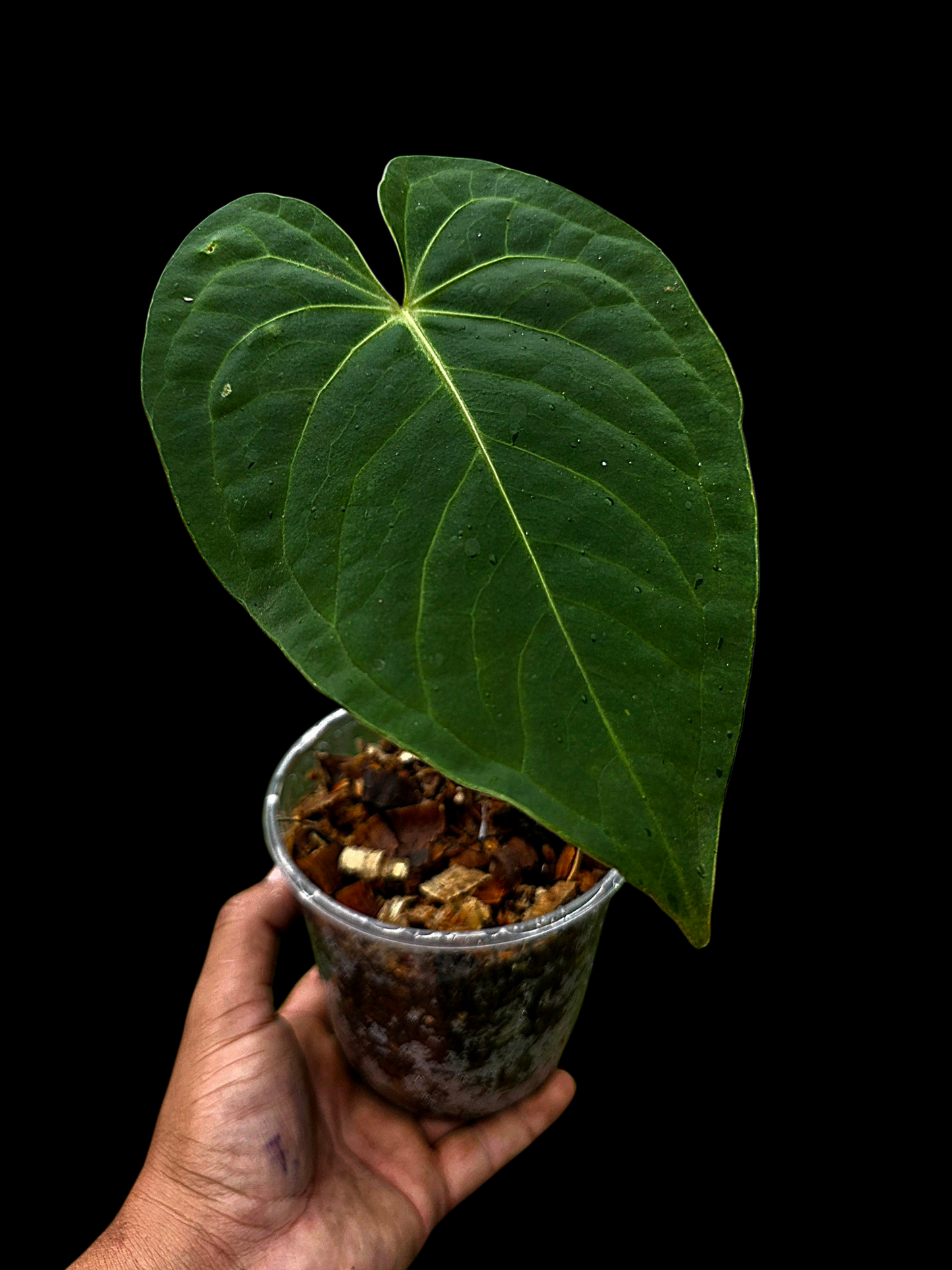 Anthurium sp. "Tarapoto Velvet" Wild Ecotype (EXACT PLANT)