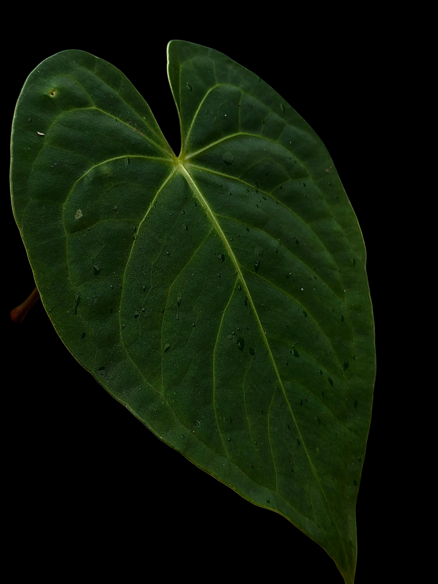 Anthurium sp. "Tarapoto Velvet" Wild Ecotype (EXACT PLANT)