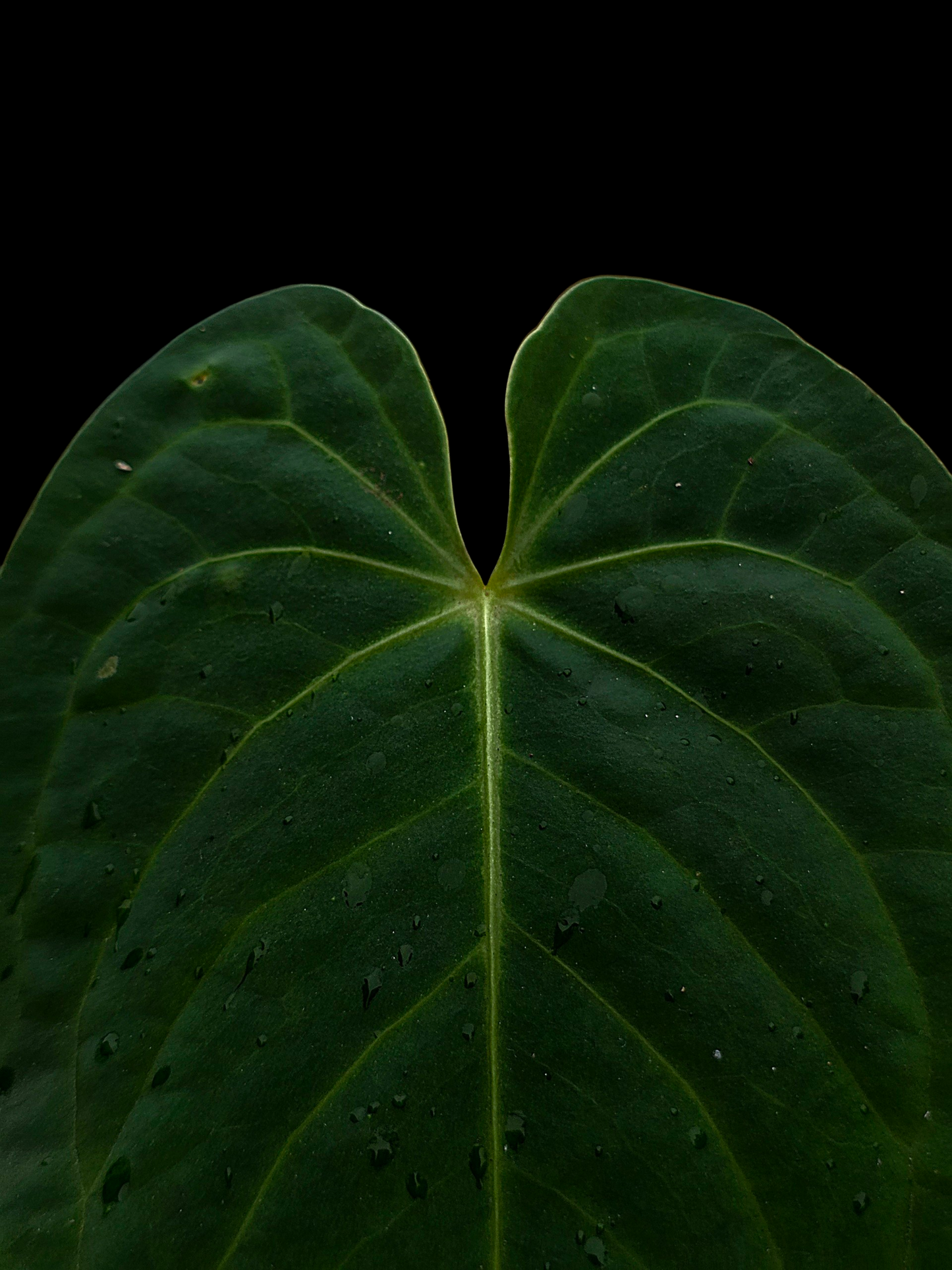 Anthurium sp. "Tarapoto Velvet" Wild Ecotype (EXACT PLANT)