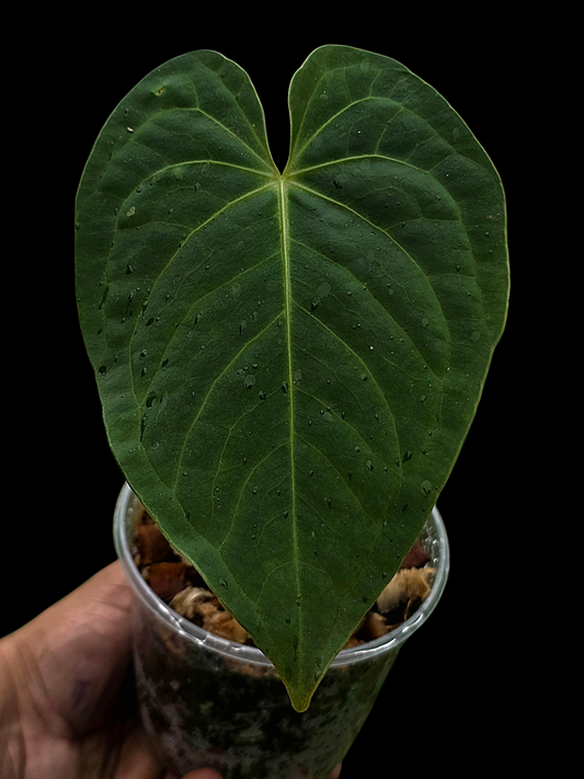 Anthurium sp. "Tarapoto Velvet" Wild Ecotype (EXACT PLANT)