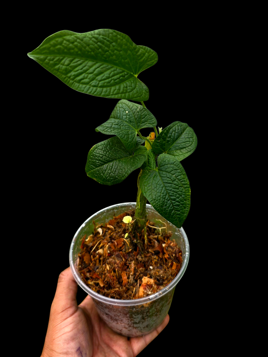 Anthurium Puberulum Croat & Lingán Native to Peru (EXACT PLANT)