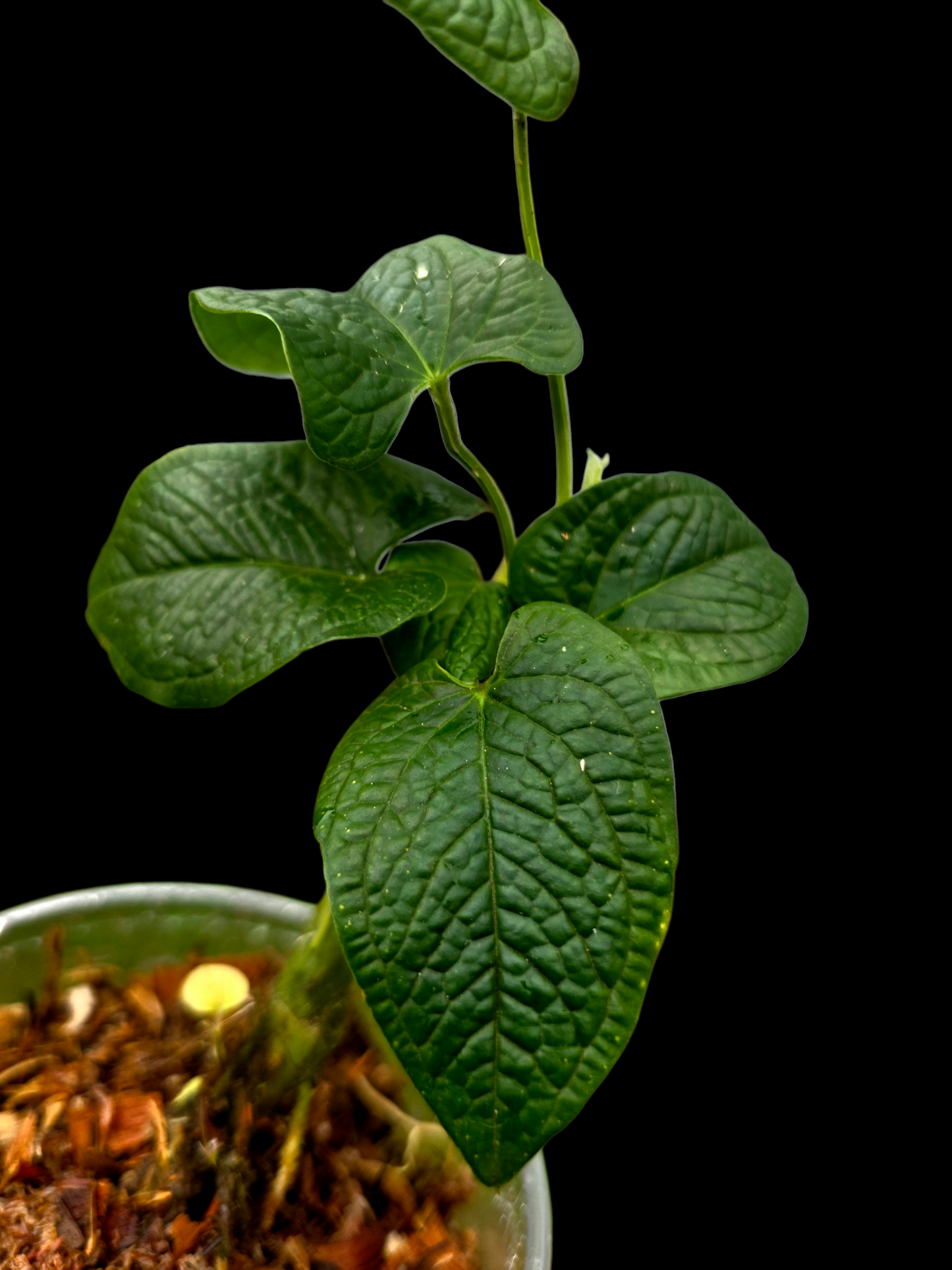 Anthurium Puberulum Croat & Lingán Native to Peru (EXACT PLANT)