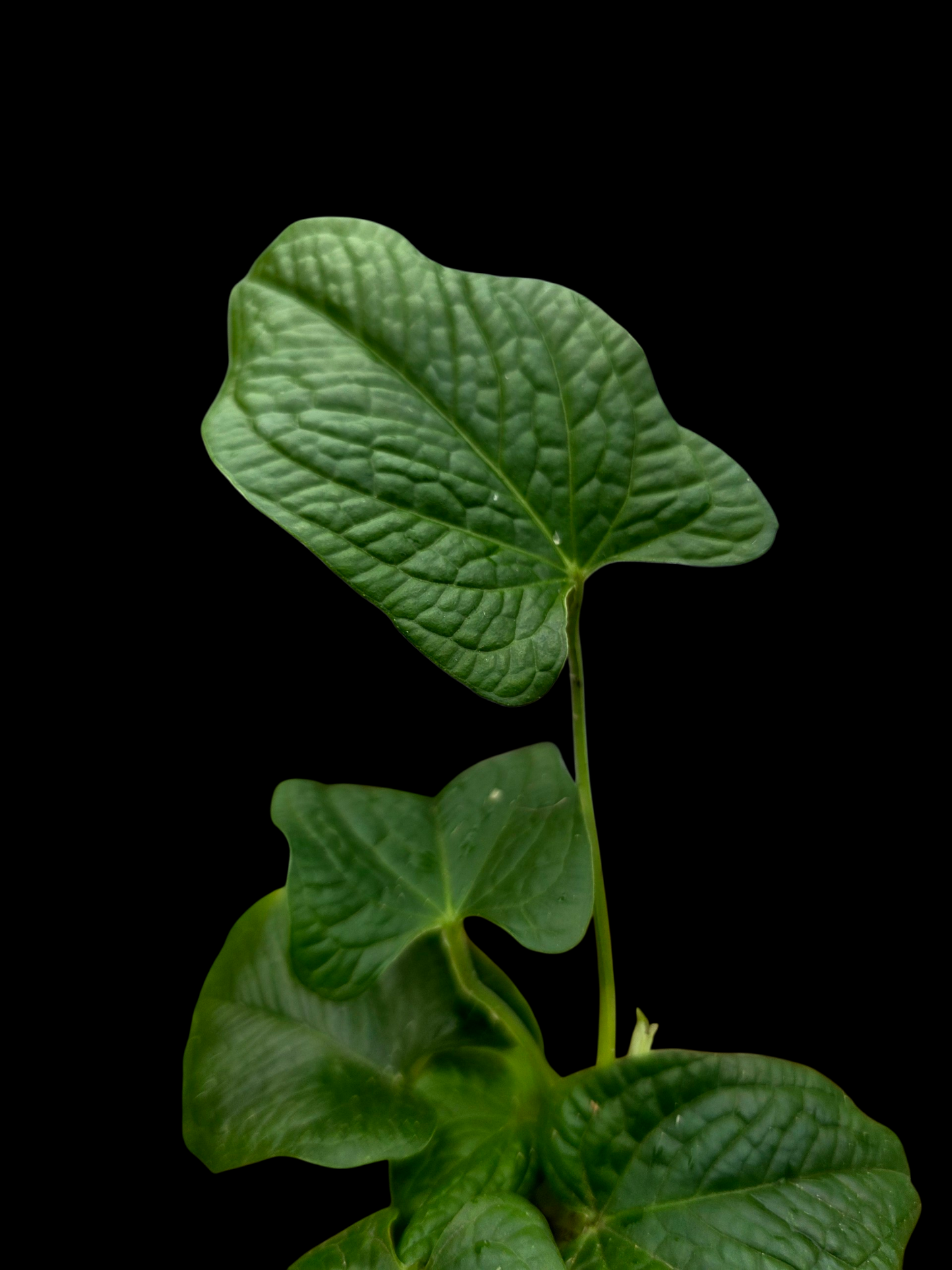 Anthurium Puberulum Croat & Lingán Native to Peru (EXACT PLANT)