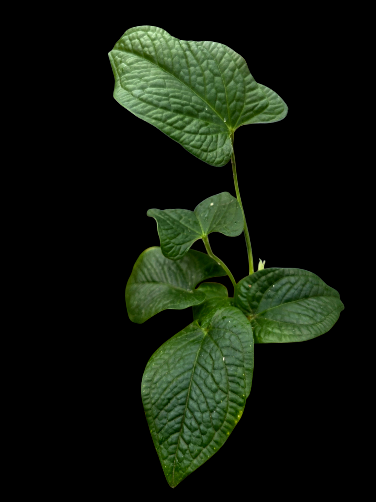 Anthurium Puberulum Croat & Lingán Native to Peru (EXACT PLANT)