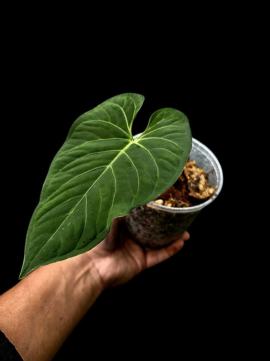 Anthurium sp. "Tarapoto Velvet" Wild Ecotype (EXACT PLANT)