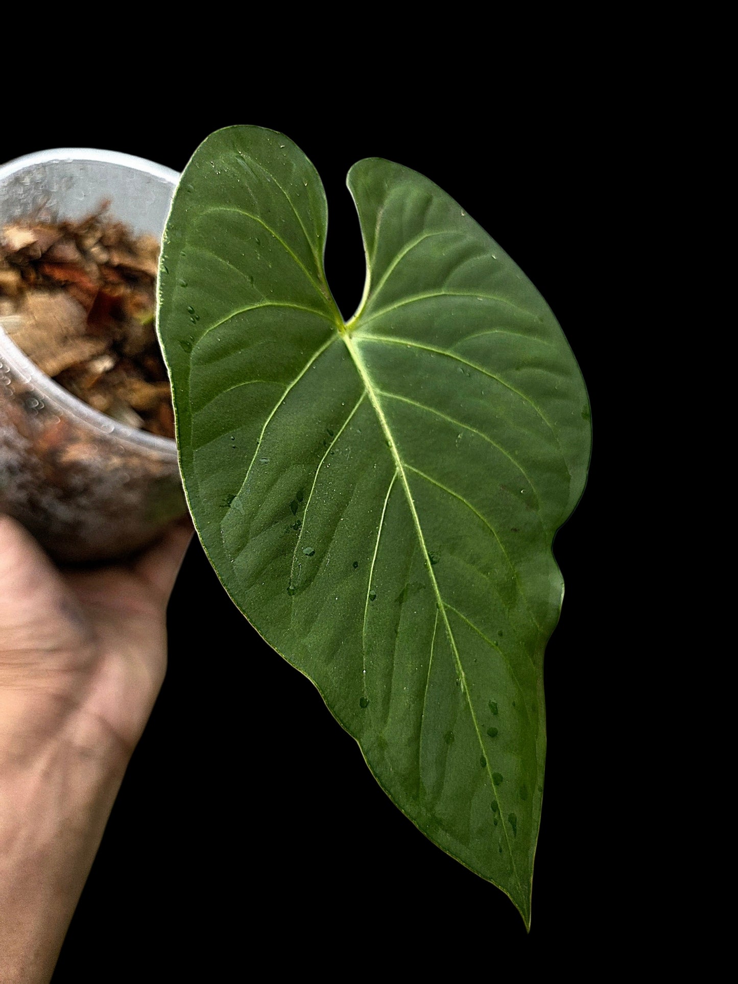 Anthurium sp. "Tarapoto Velvet" Wild Ecotype (EXACT PLANT)