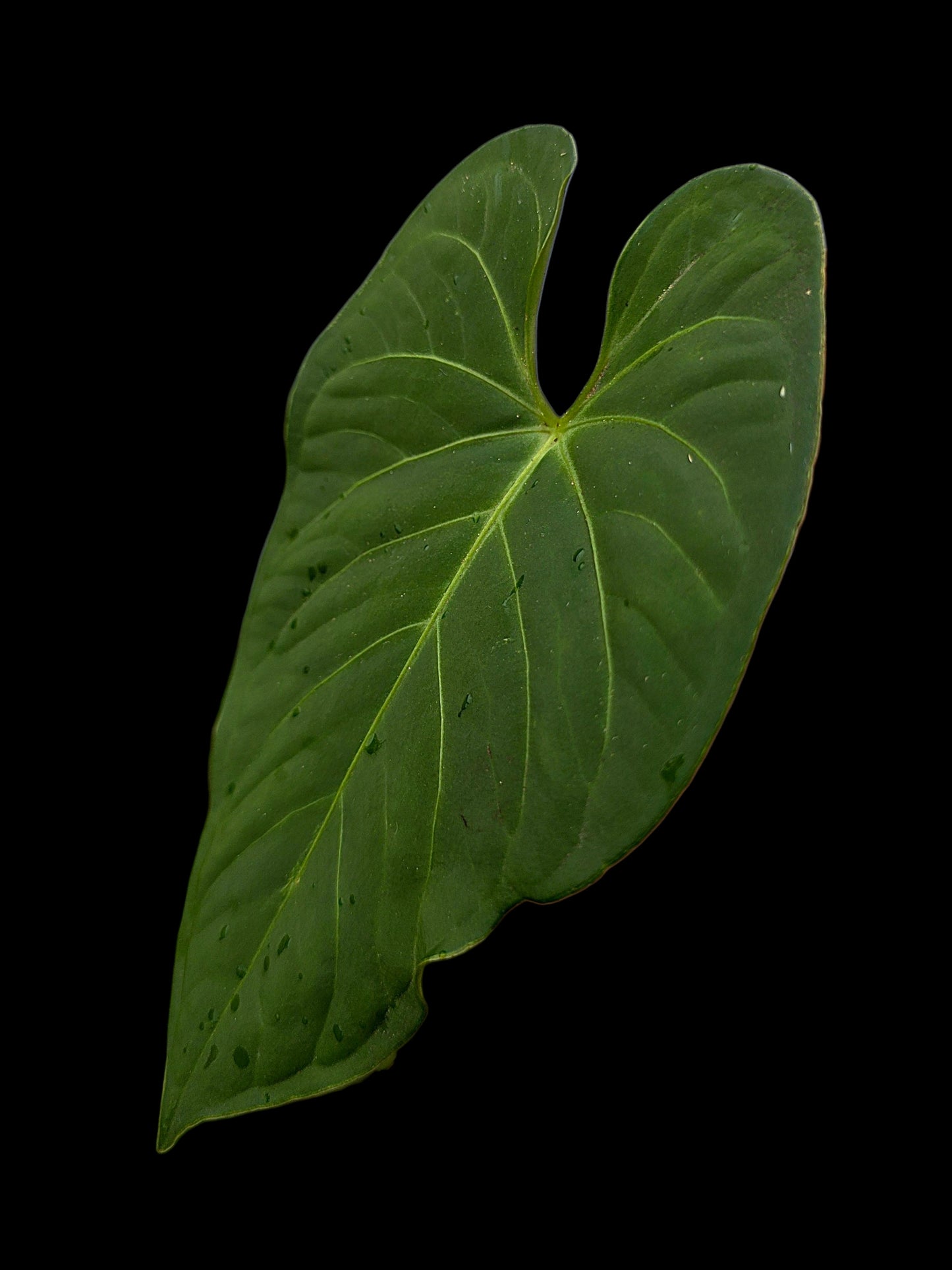 Anthurium sp. "Tarapoto Velvet" Wild Ecotype (EXACT PLANT)