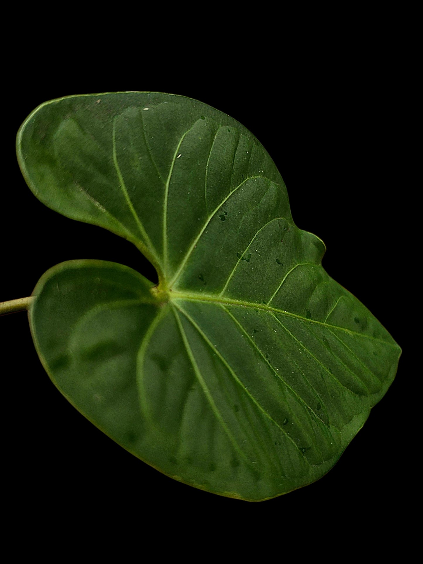 Anthurium sp. "Tarapoto Velvet" Wild Ecotype (EXACT PLANT)