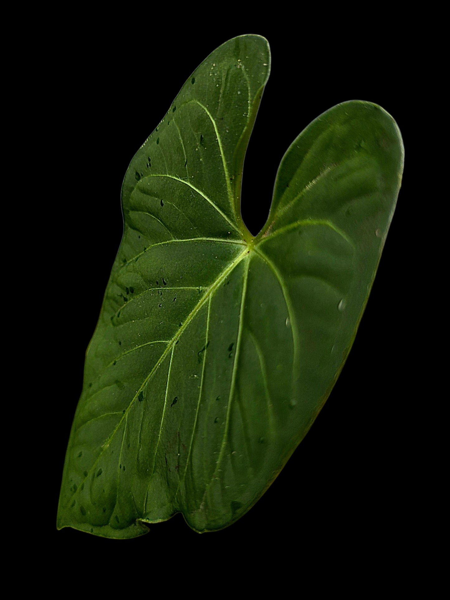 Anthurium sp. "Tarapoto Velvet" Wild Ecotype (EXACT PLANT)