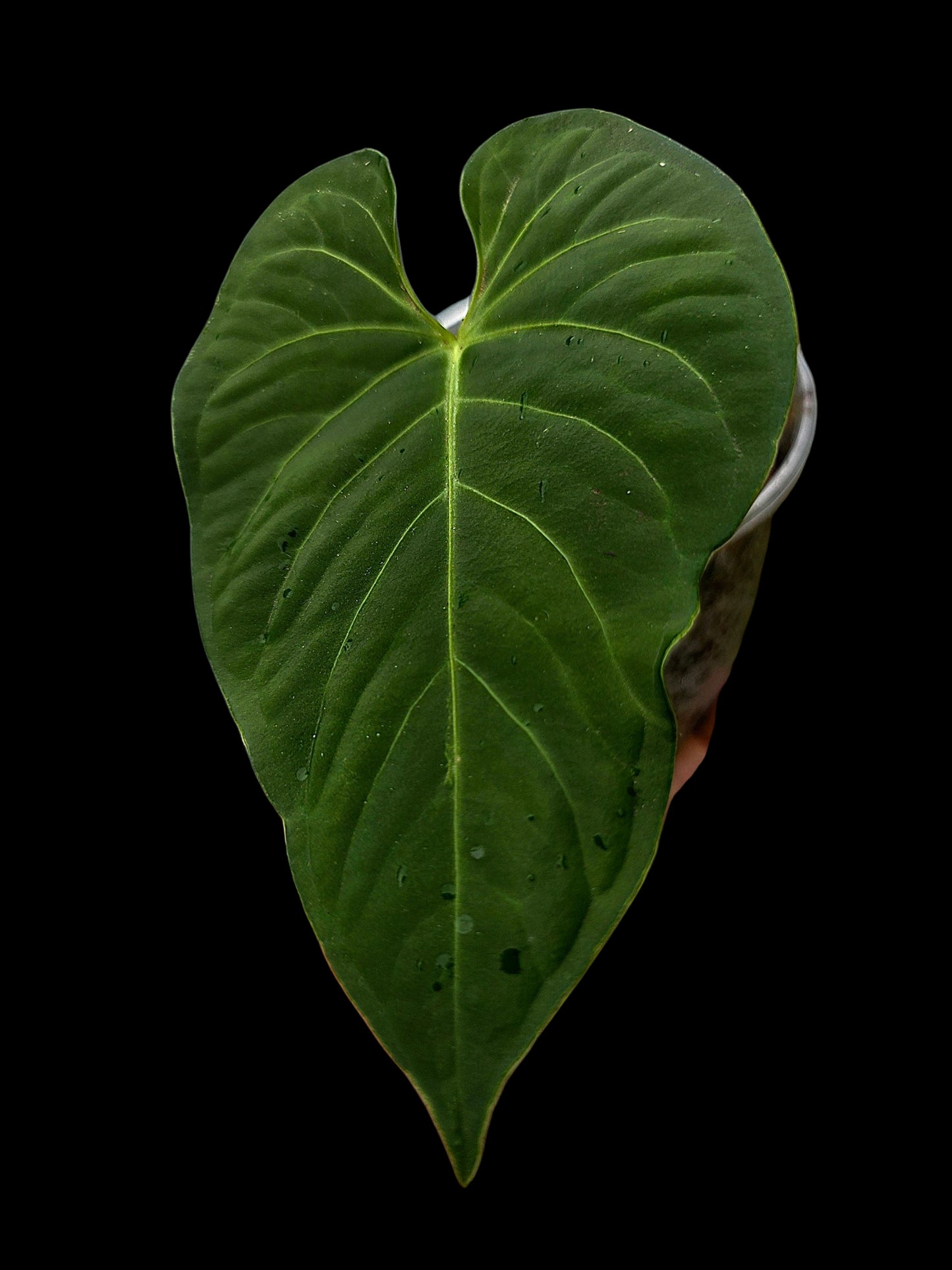 Anthurium sp. "Tarapoto Velvet" Wild Ecotype (EXACT PLANT)