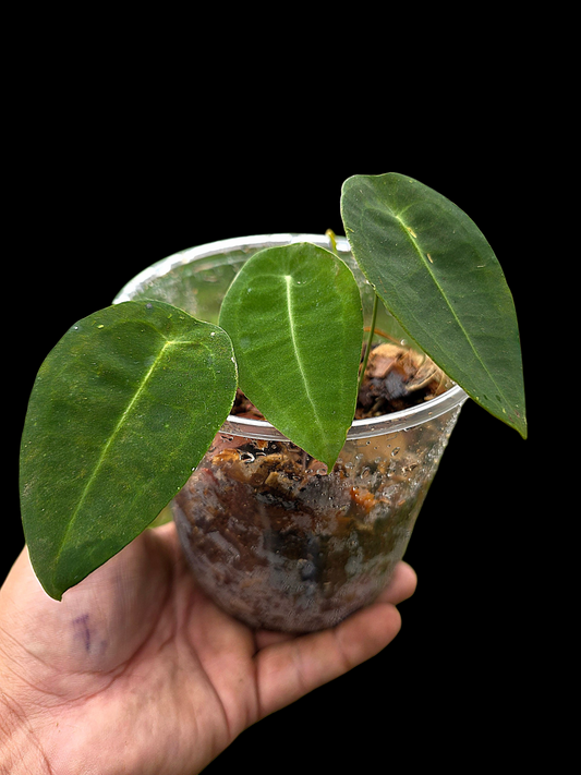 Anthurium sp. 'Peltado Peru' Wild Ecotype (EXACT PLANT)