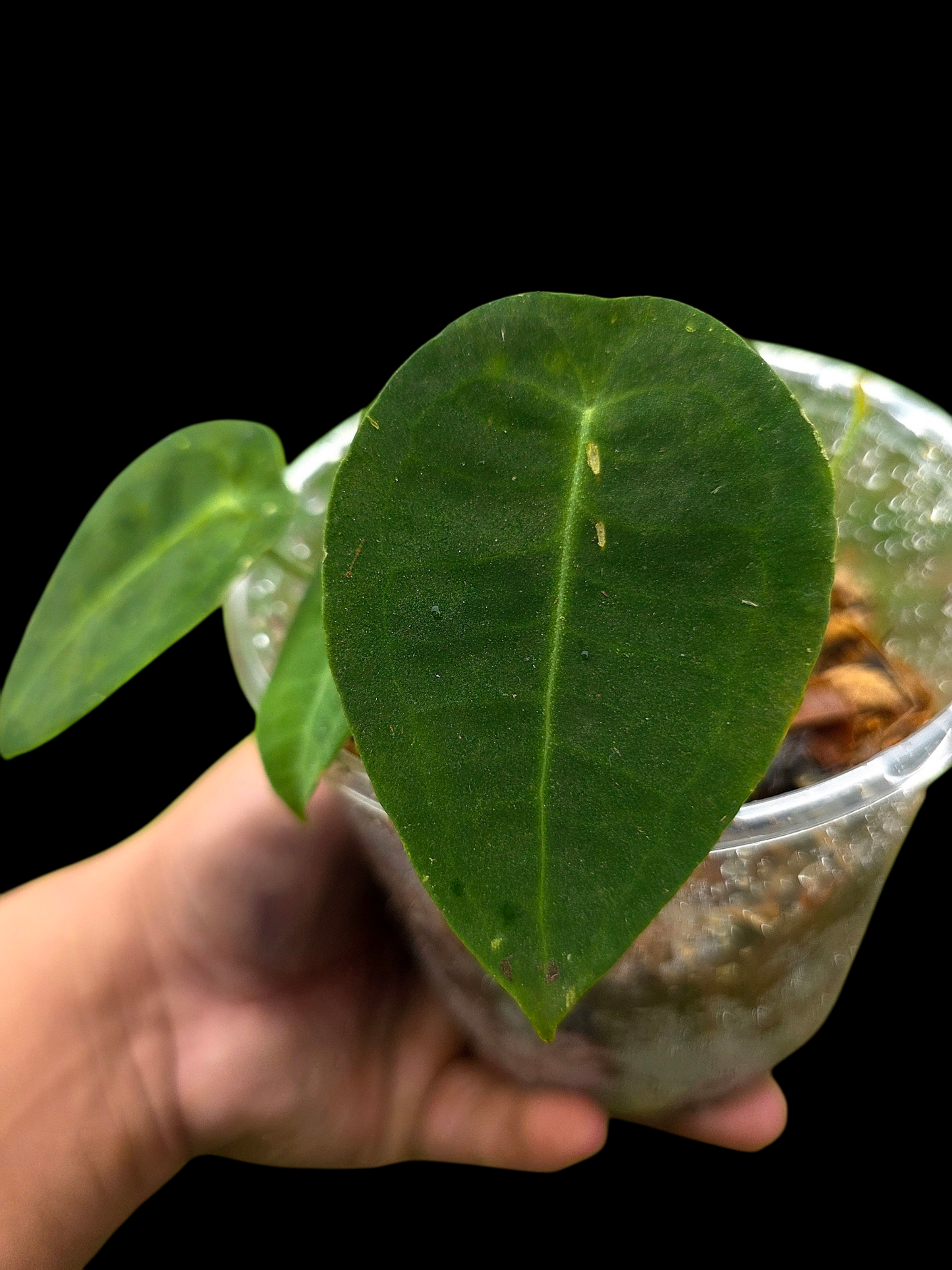 Anthurium sp. 'Peltado Peru' Wild Ecotype (EXACT PLANT)