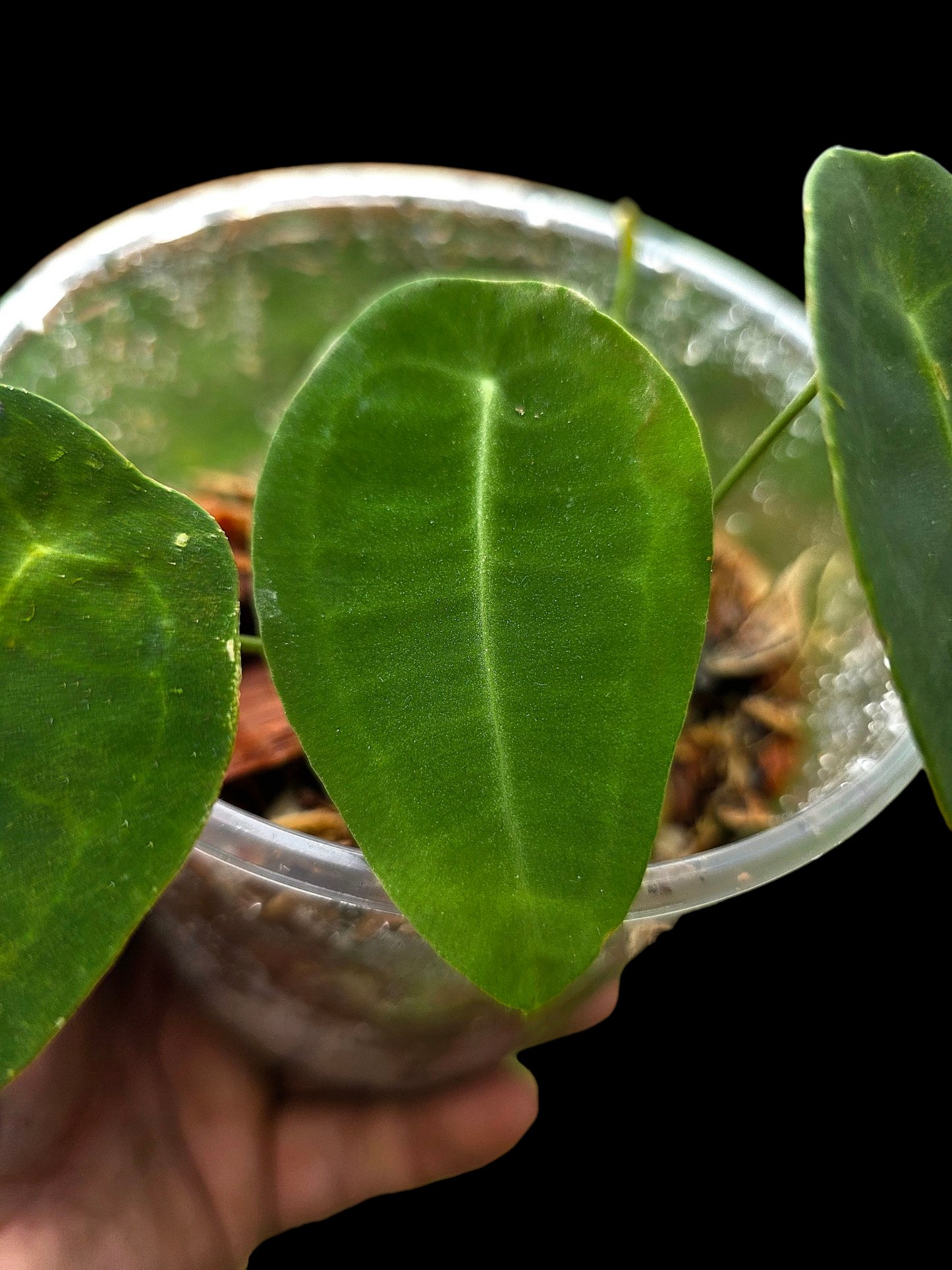 Anthurium sp. 'Peltado Peru' Wild Ecotype (EXACT PLANT)