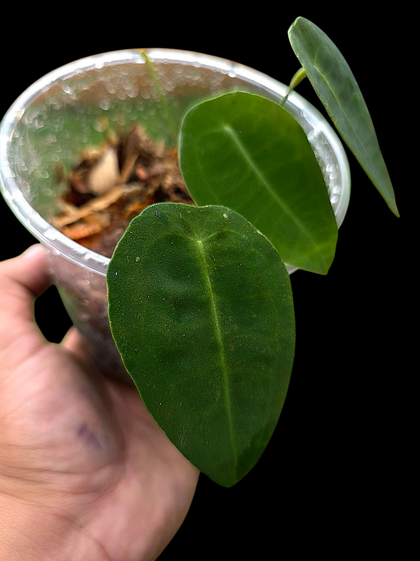 Anthurium sp. 'Peltado Peru' Wild Ecotype (EXACT PLANT)