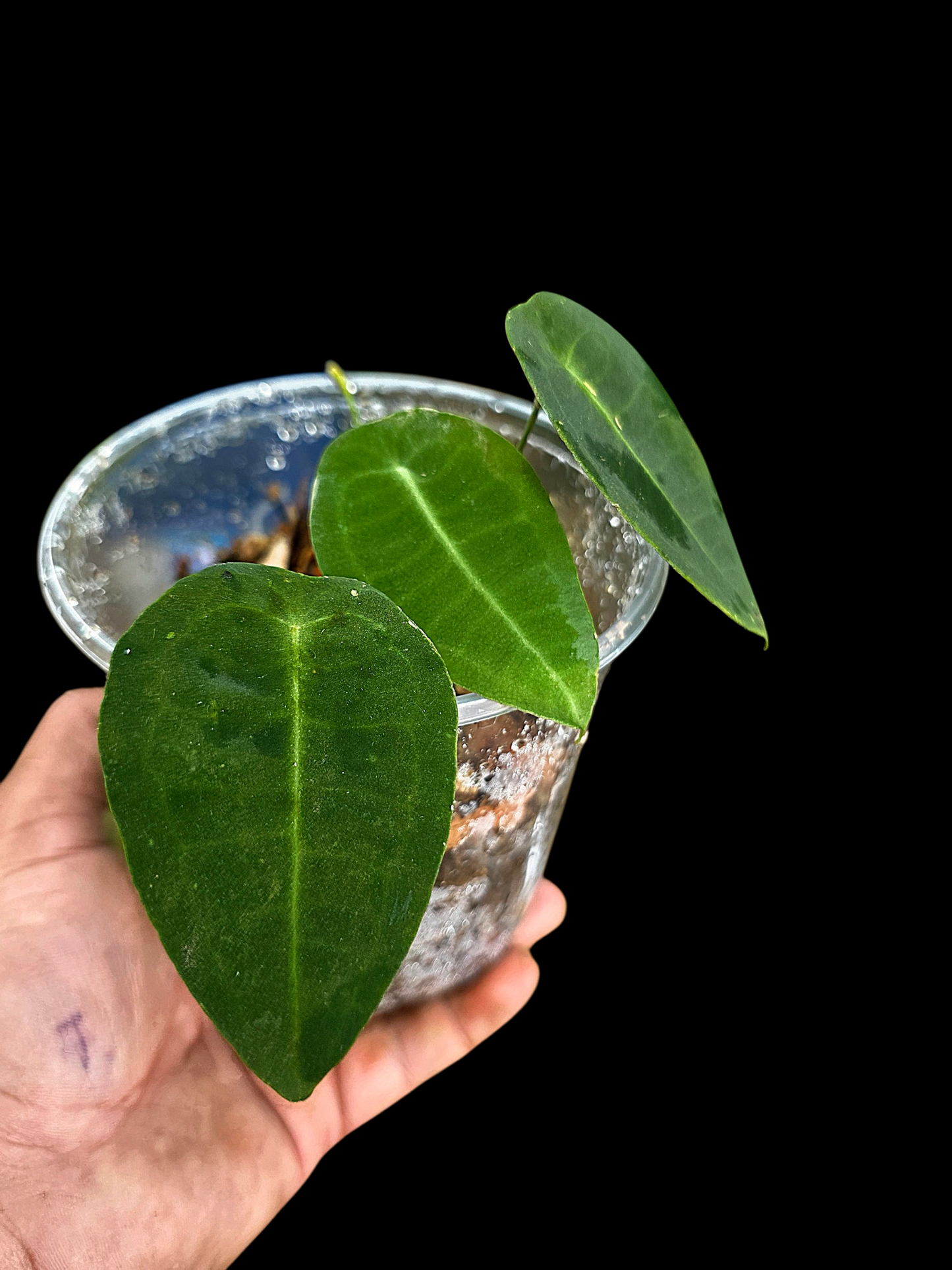 Anthurium sp. 'Peltado Peru' Wild Ecotype (EXACT PLANT)