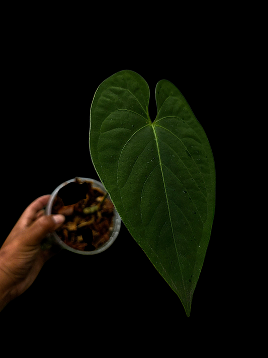 Anthurium sp. "Tarapoto Velvet" (EXACT PLANT)