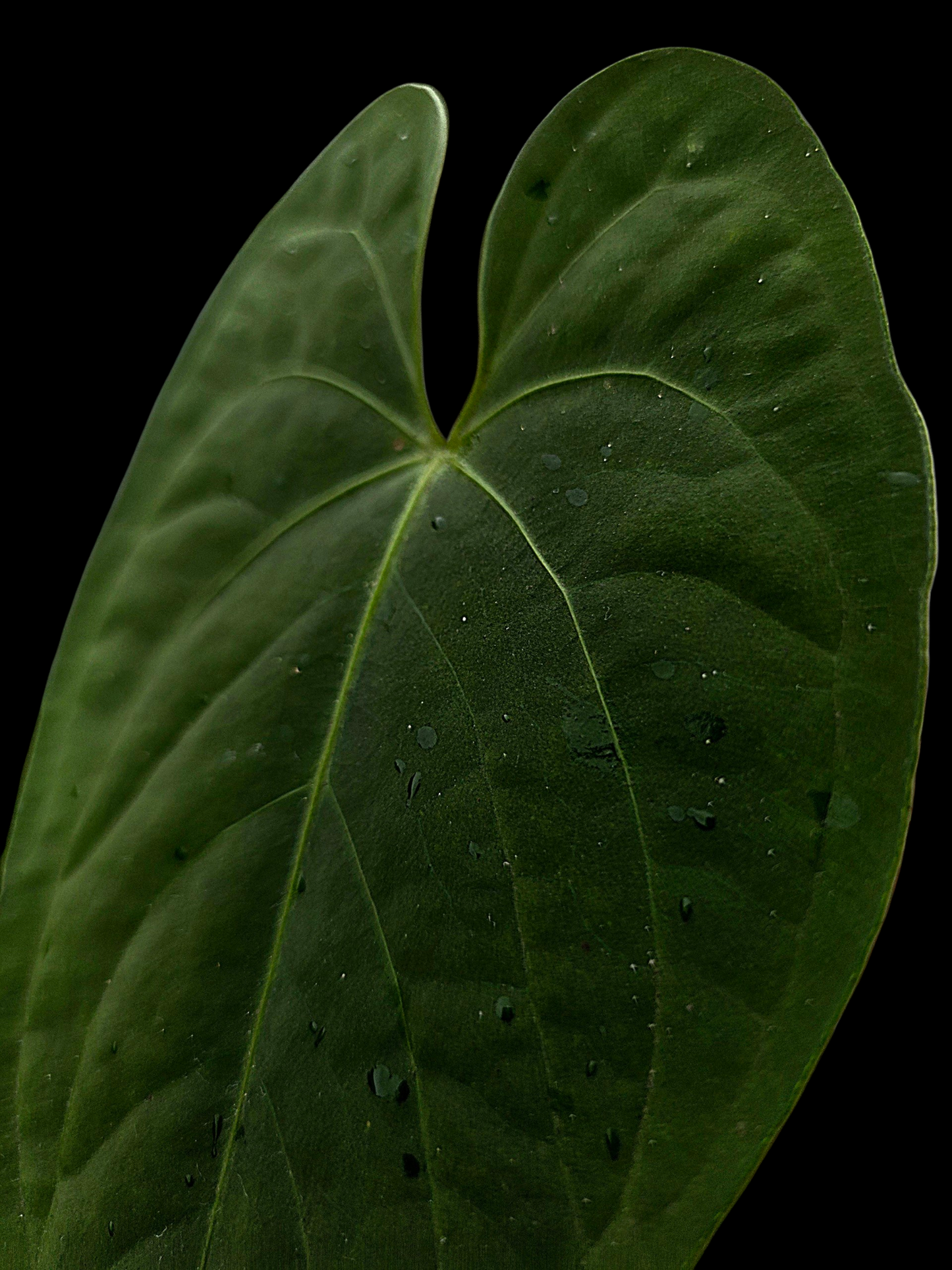 Anthurium sp. "Tarapoto Velvet" (EXACT PLANT)