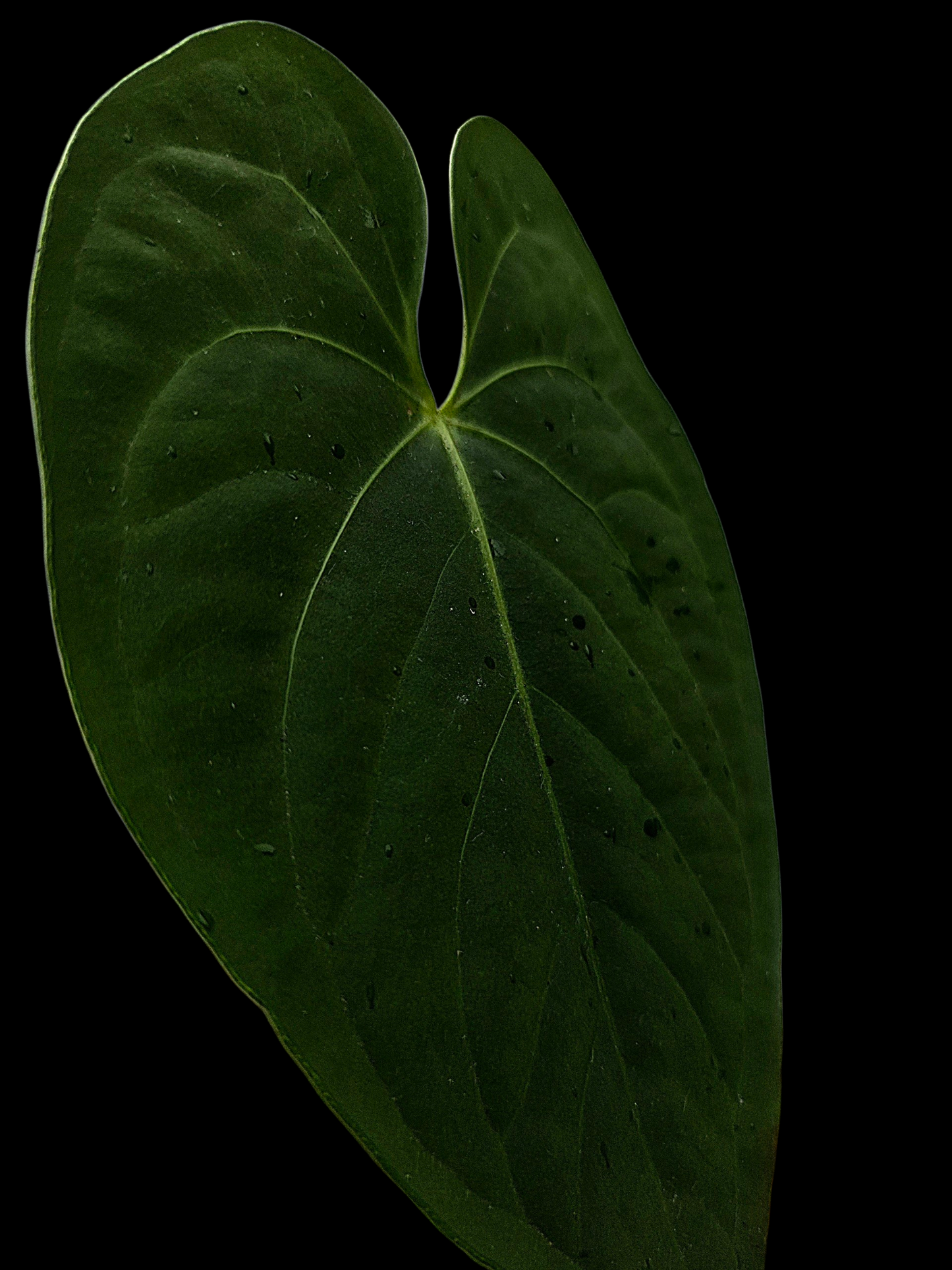 Anthurium sp. "Tarapoto Velvet" (EXACT PLANT)