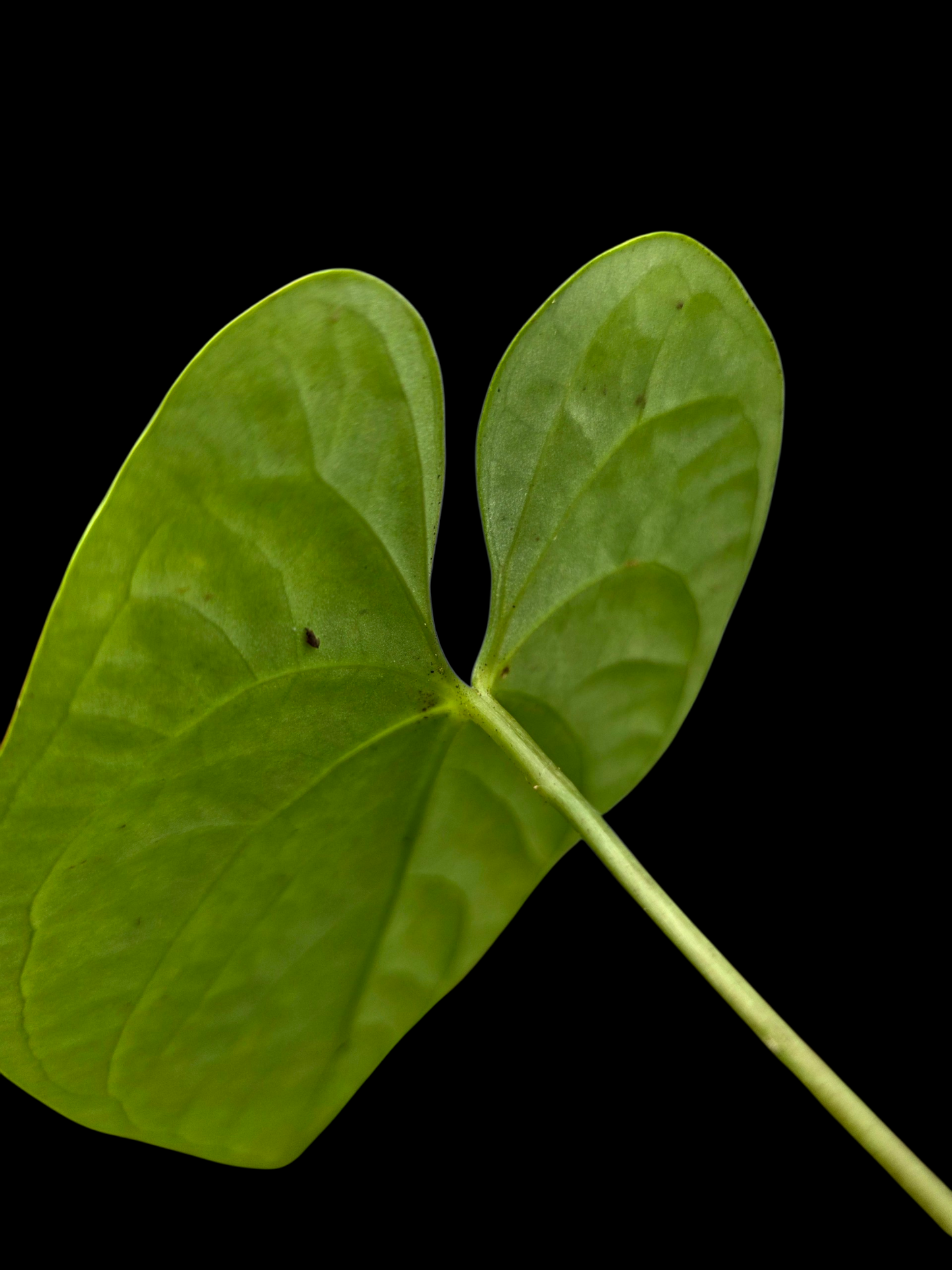 Anthurium sp. "Tarapoto Velvet" (EXACT PLANT)