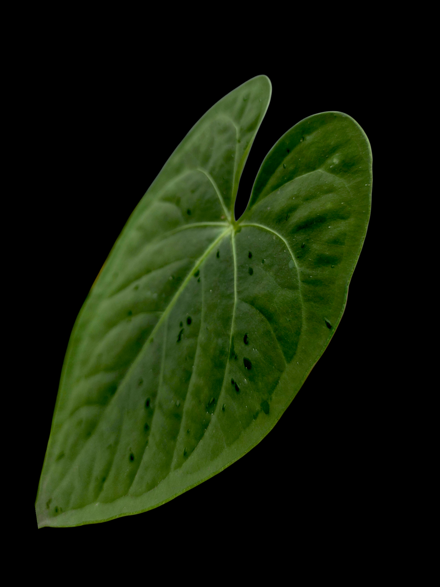Anthurium sp. "Tarapoto Velvet" (EXACT PLANT)