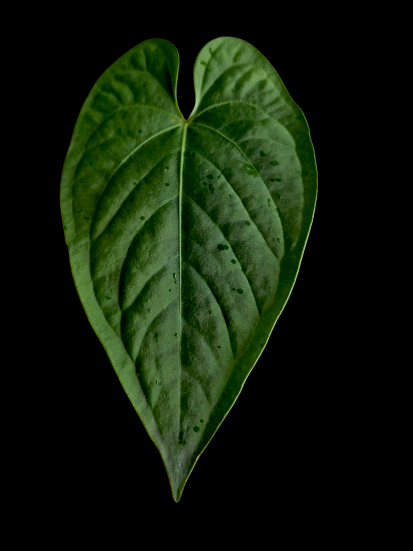 Anthurium sp. "Tarapoto Velvet" (EXACT PLANT)