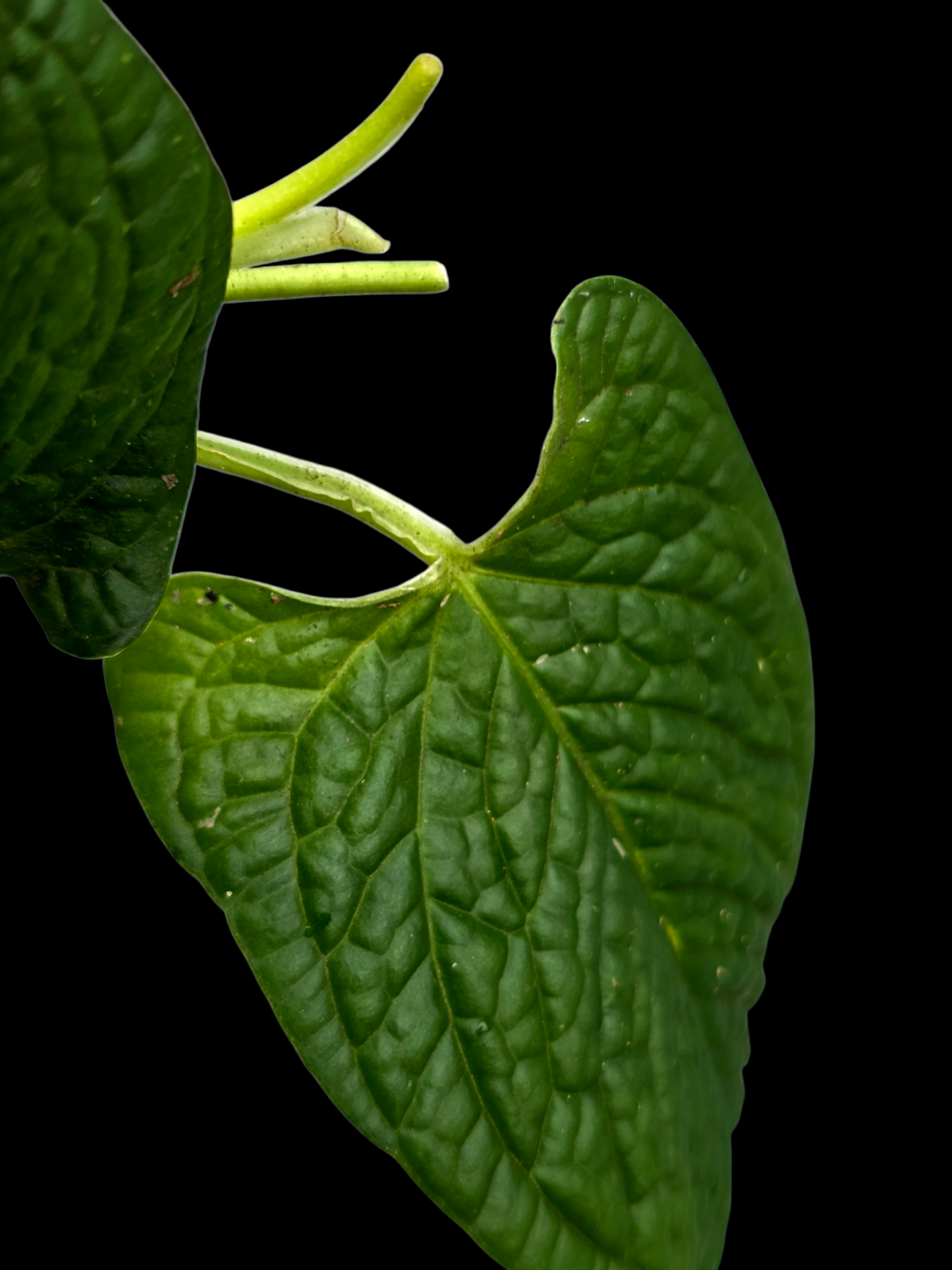 Anthurium Puberulum Croat & Lingán Native to Peru (EXACT PLANT)