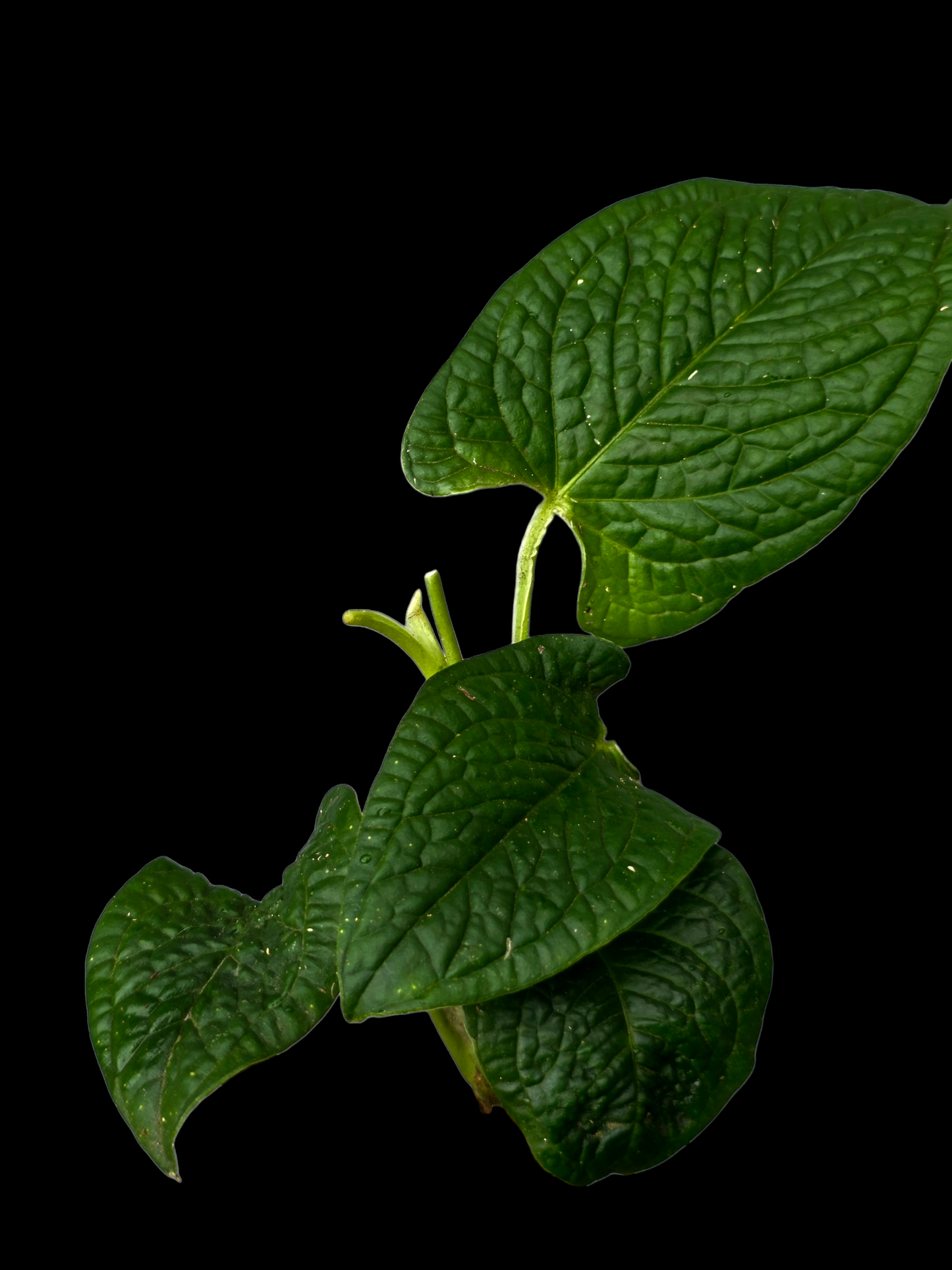 Anthurium Puberulum Croat & Lingán Native to Peru (EXACT PLANT)