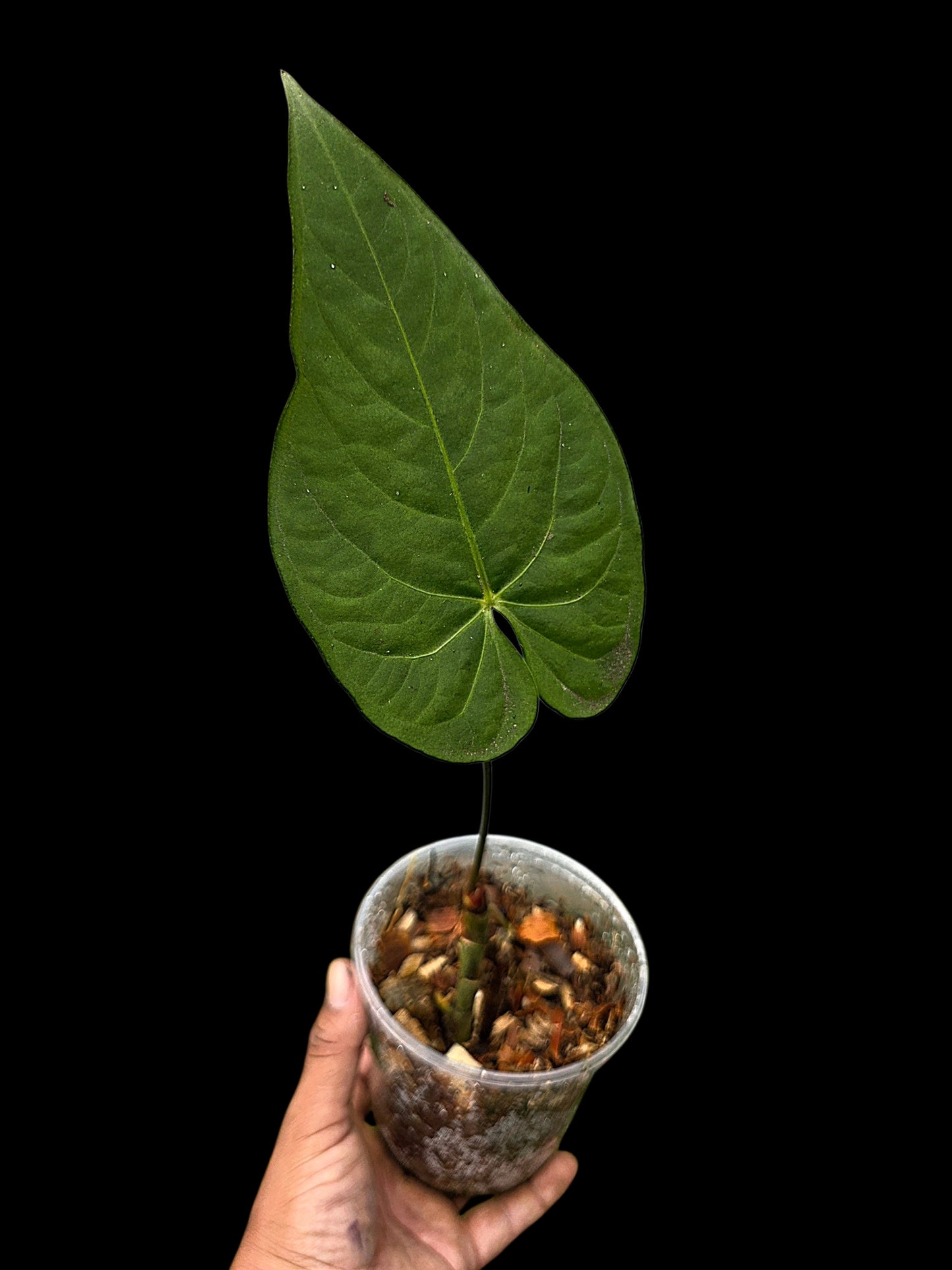 Anthurium sp. 'Tarapoto Velvet' Wild Ecotype (EXACT PLANT)