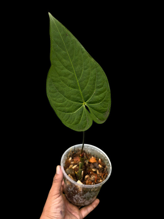 Anthurium sp. 'Tarapoto Velvet' Wild Ecotype (EXACT PLANT)