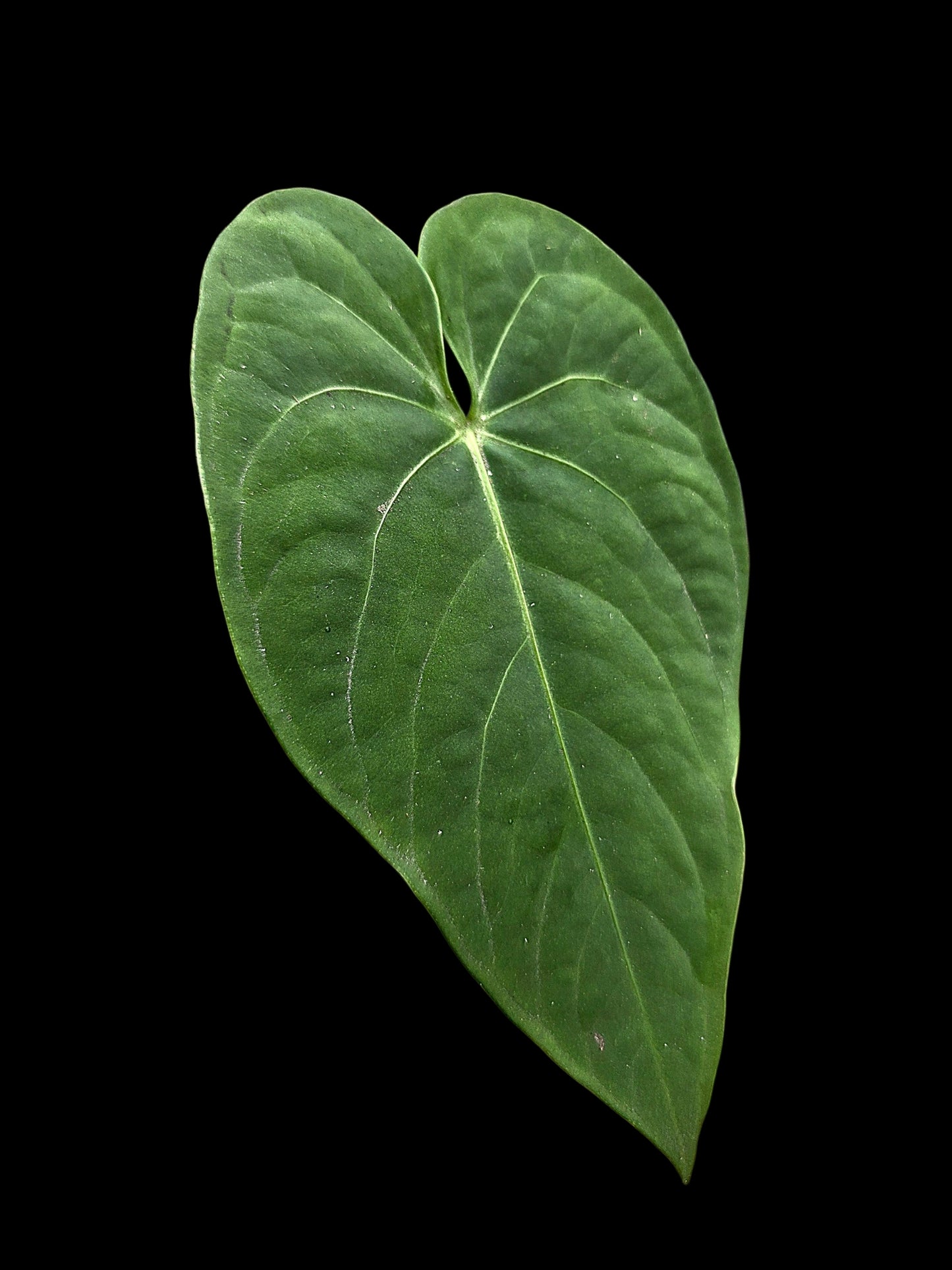 Anthurium sp. 'Tarapoto Velvet' Wild Ecotype (EXACT PLANT)