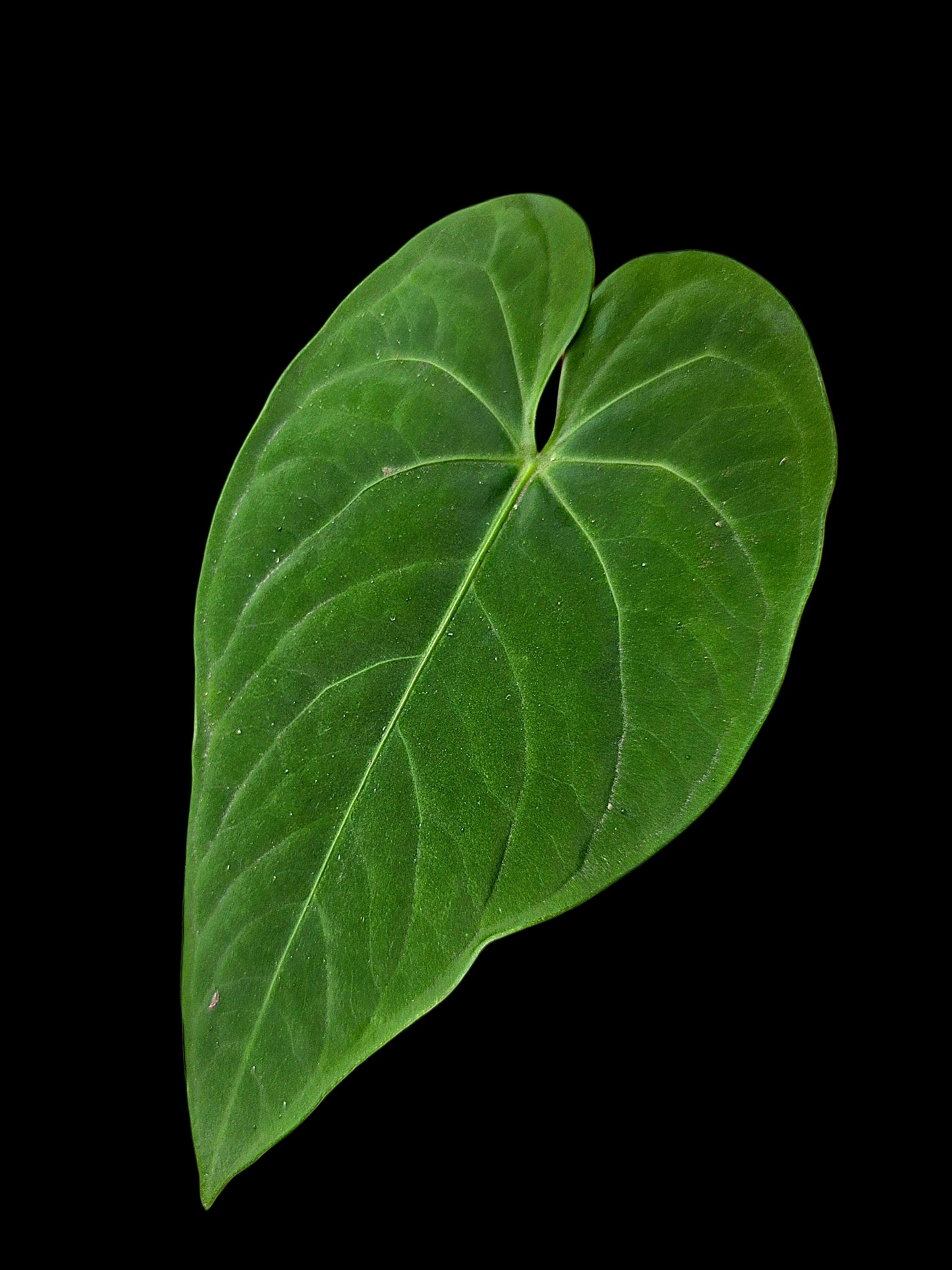 Anthurium sp. 'Tarapoto Velvet' Wild Ecotype (EXACT PLANT)
