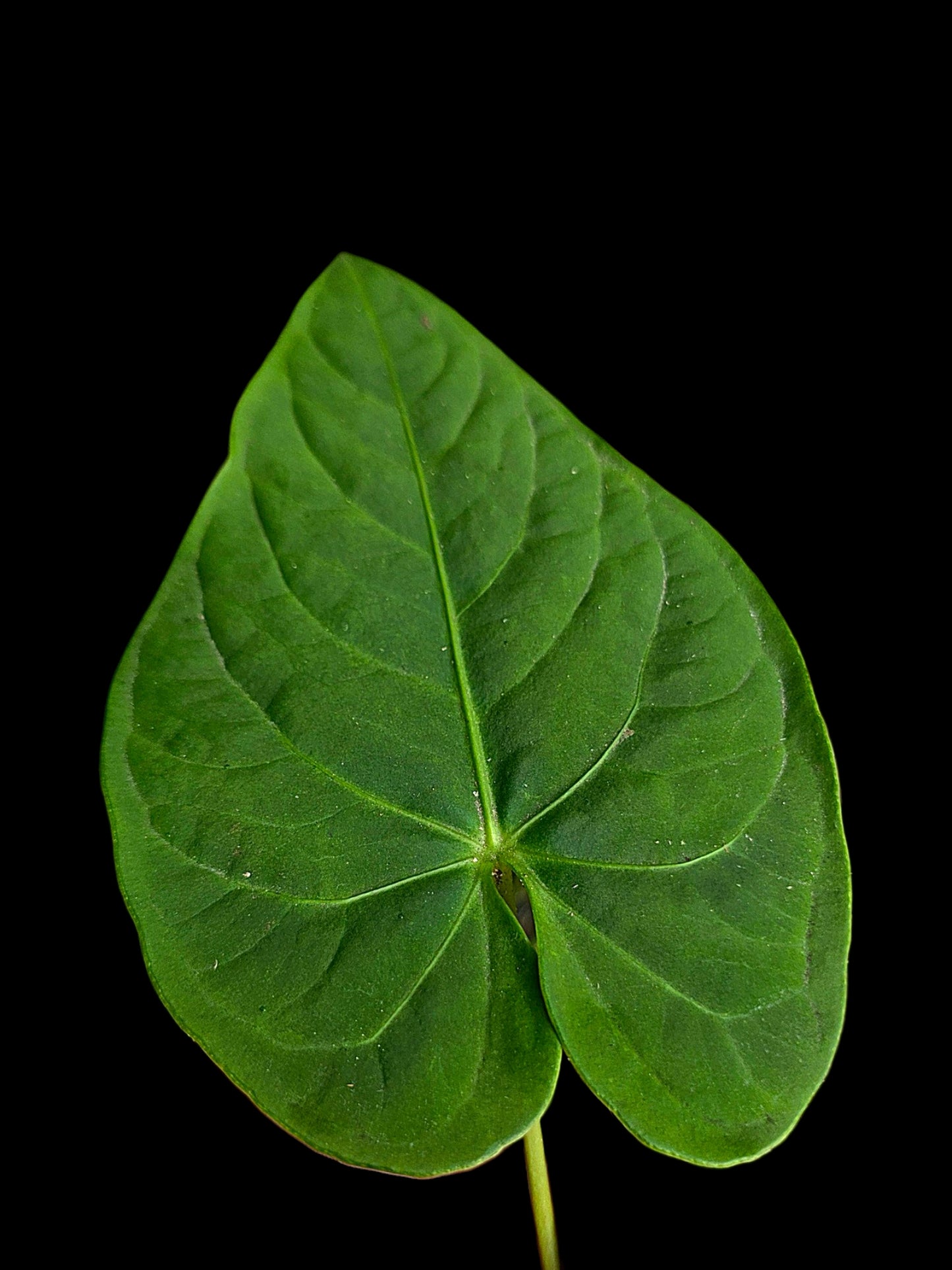 Anthurium sp. 'Tarapoto Velvet' Wild Ecotype (EXACT PLANT)